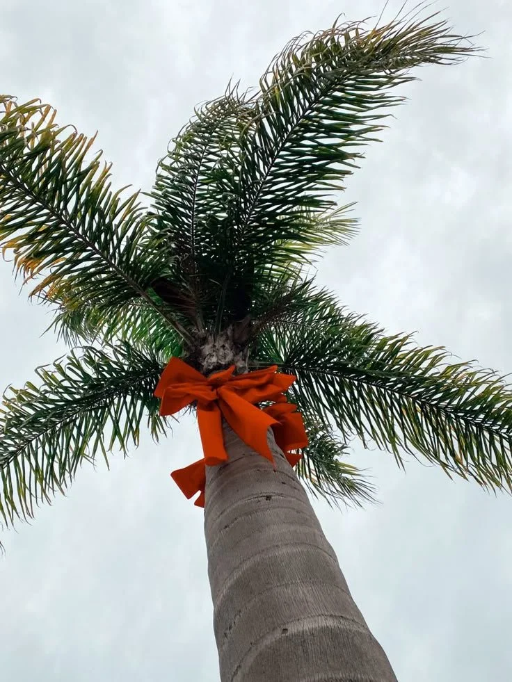 Book an IV, Get Complimentary Vitamin C! Our Holiday Thank-You Gift to You