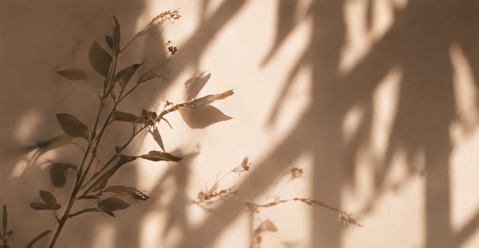 A close-up of a dried plant with slender leaves and tiny seed pods, casting shadow on a plain cream-colored wall.