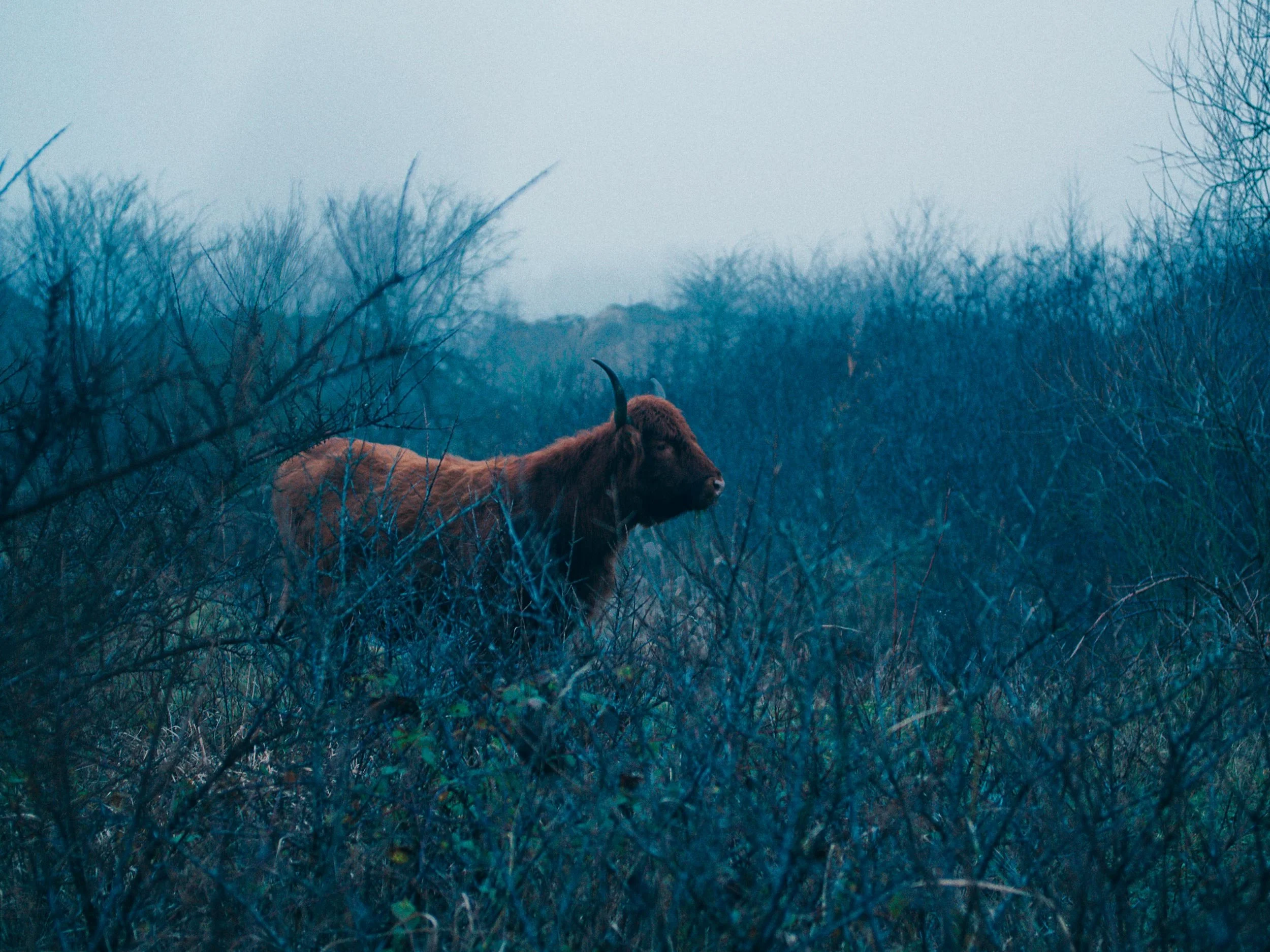 Een bruin rund met horens staat tussen lage, kale struiken in een mistige, blauwe landschap.