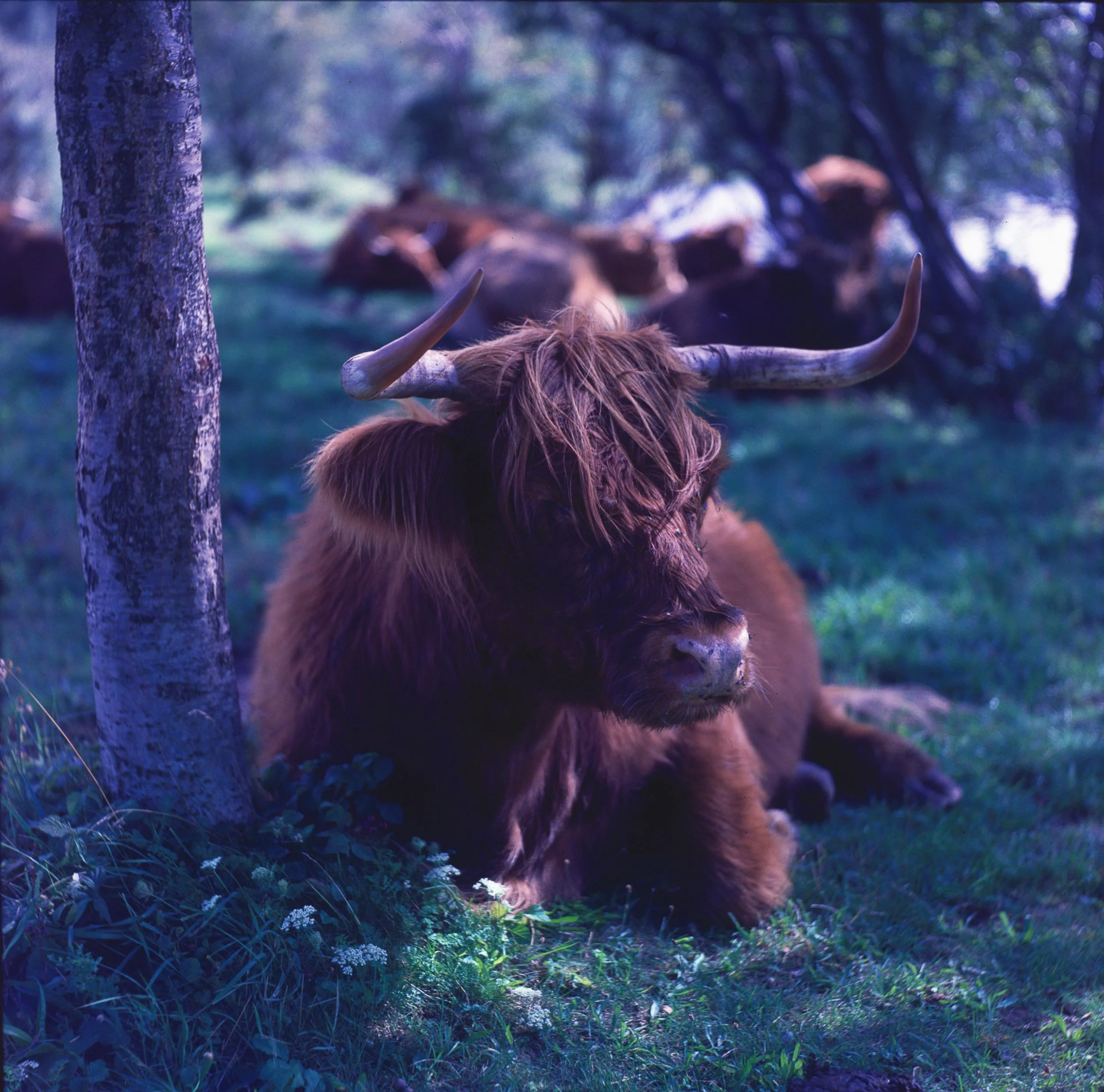 Een alpak met grote hoorns ligt onder een boom in een groene omgeving.
