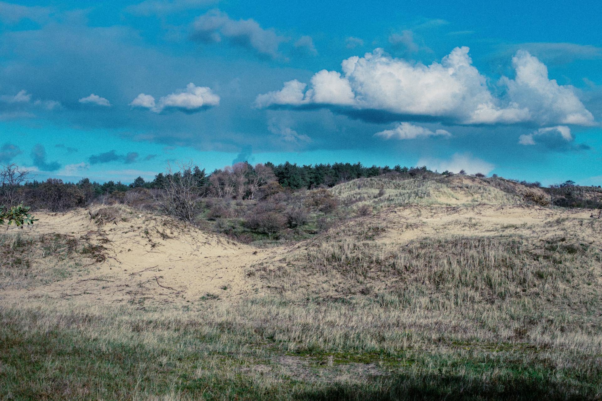 Natuurlijke omgeving met zandheuvels, lage struiken en een groep bomen onder een partly bewolkte blauwe hemel.