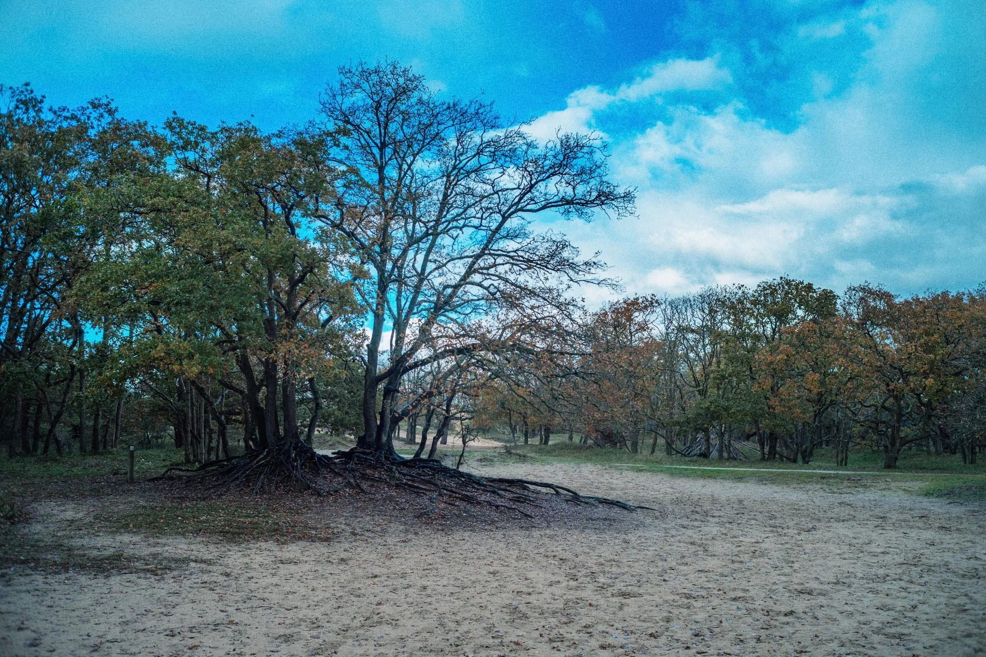 Een boslandschap met een paar grote bomen met uitgestrekte wortels op een zandachtig pad, onder een partly bewolkte blauwe hemel.