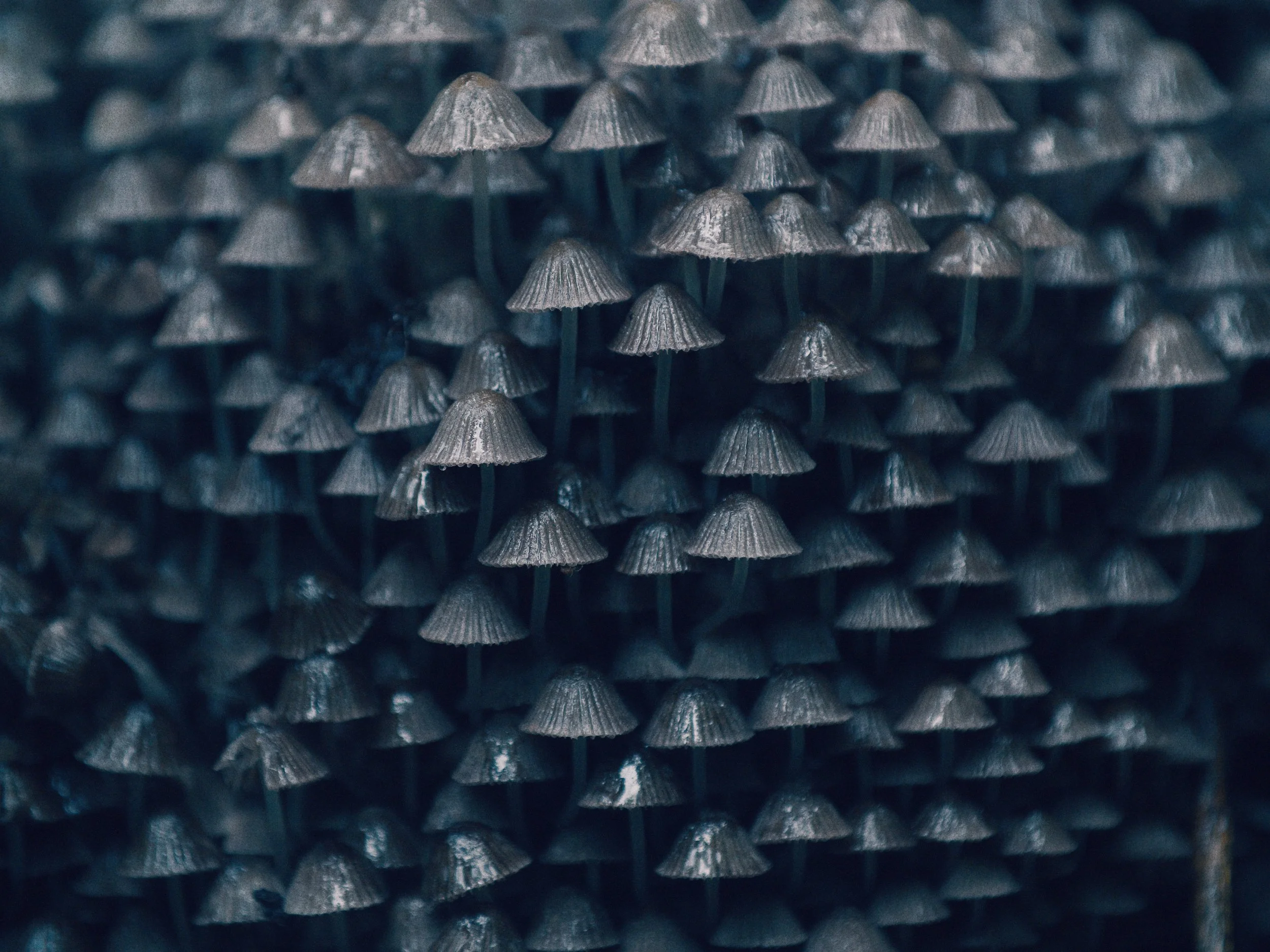 Een dichte groep kleine, donkergekleurde paddestoelen met geribbelde hoeden.