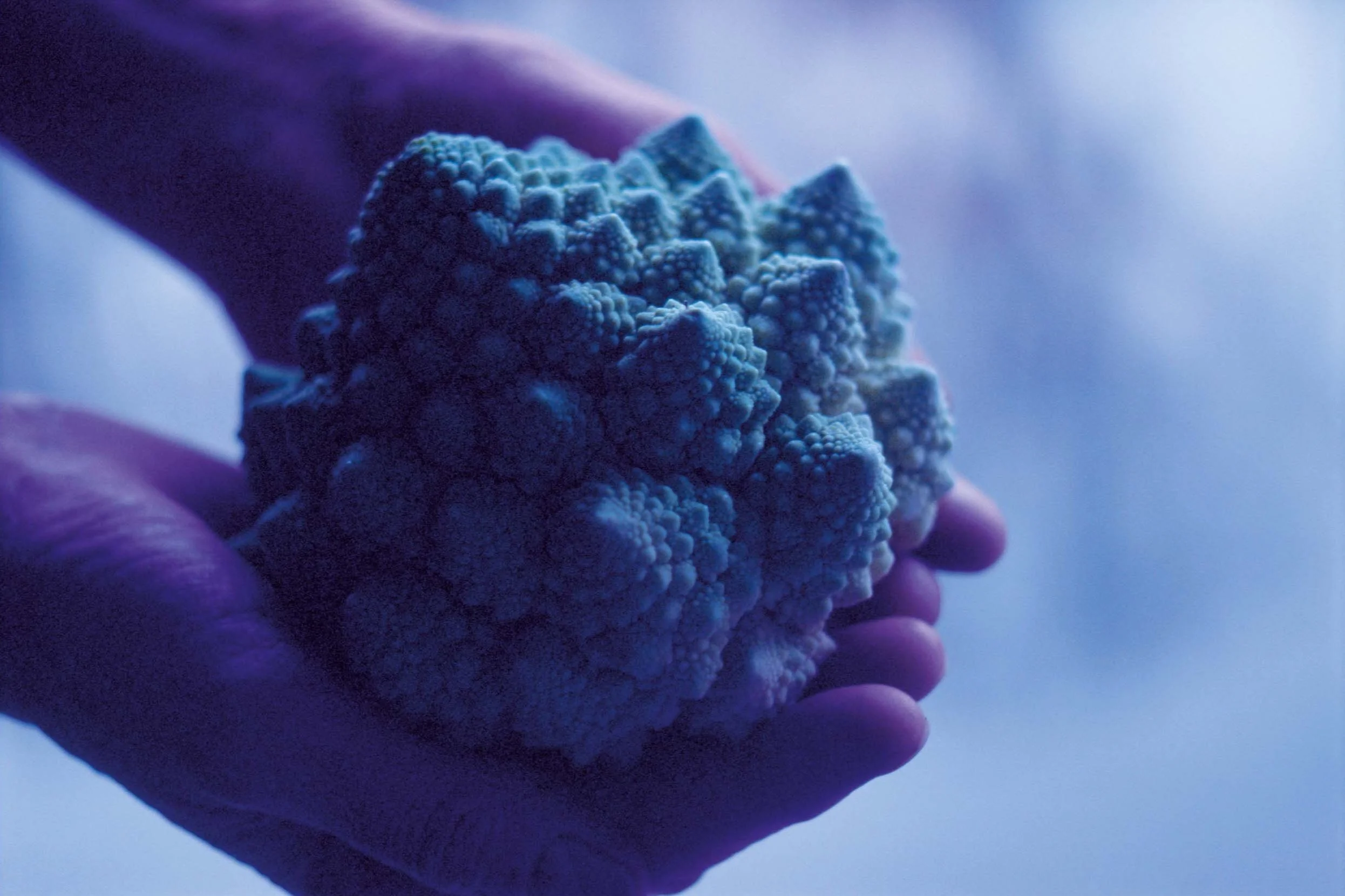 Een hand houdt een stuk gegroeide cauliflower met een blauwe tint