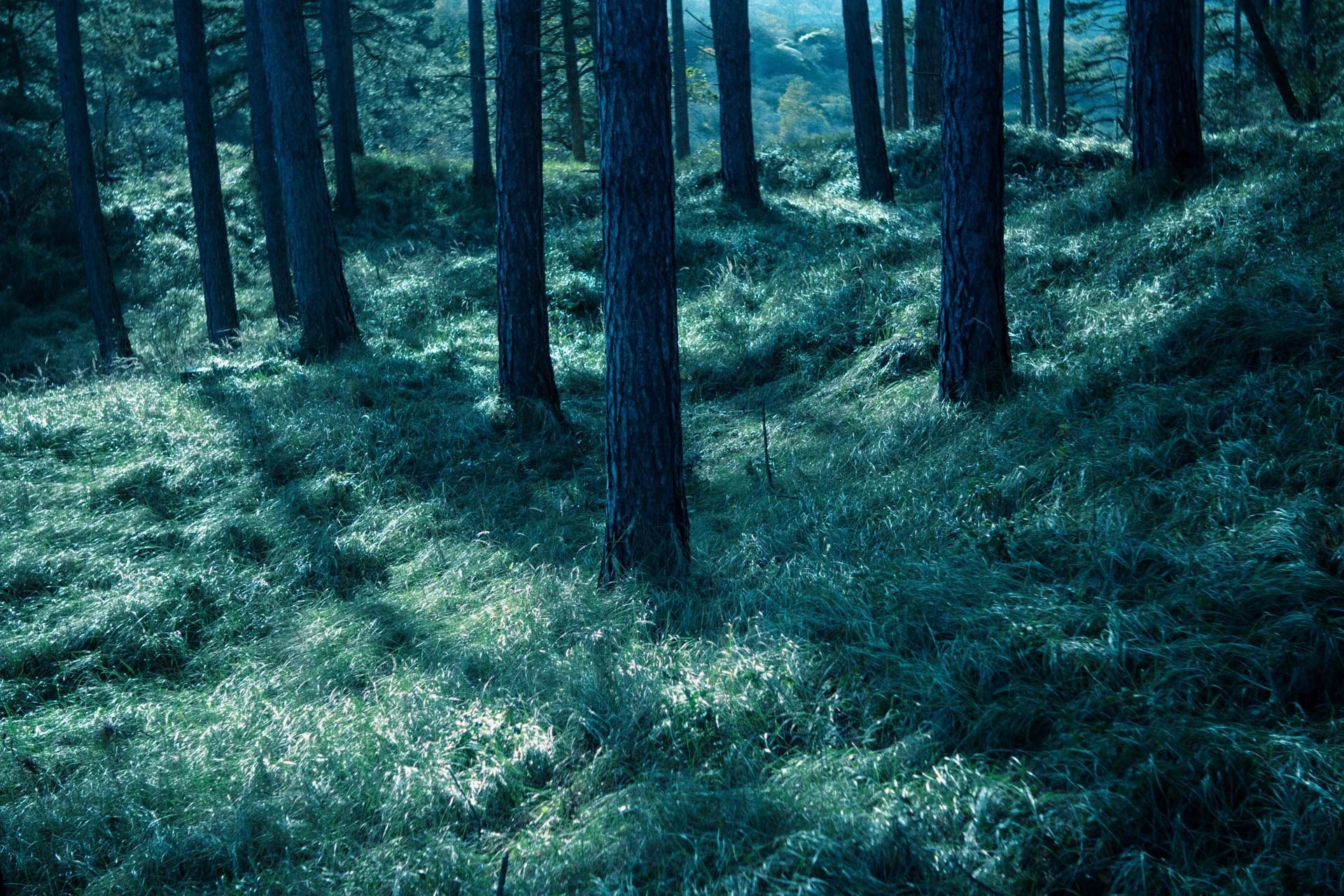 Een bos met hoge dennenbomen en een groene ondergroei, zonlicht dat door de bomen schijnt.