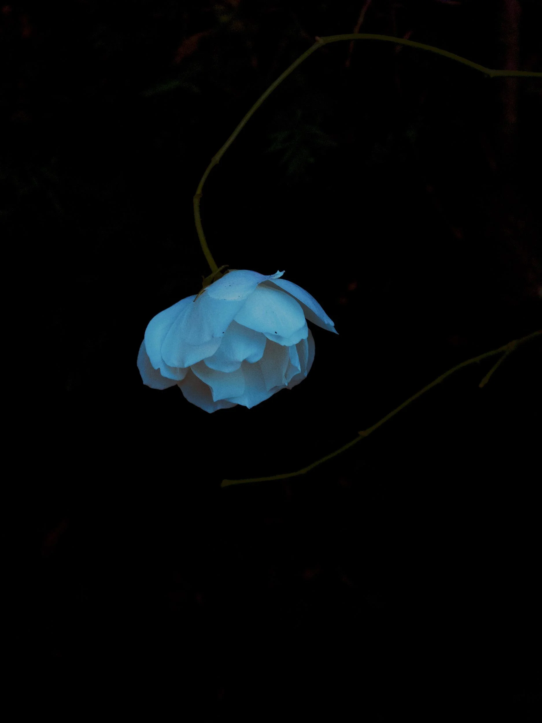 Een lichte blauwe bloem hangt aan een dunne, gebogen groene tak tegen een donkere achtergrond.