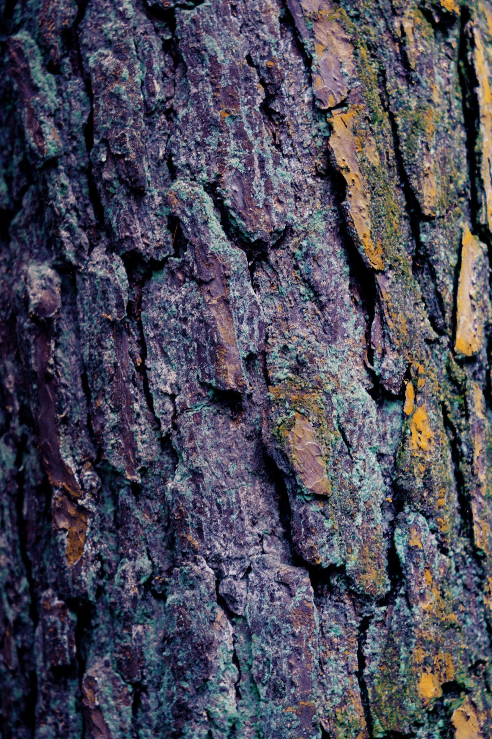 Close-up van boomschors met textuur en kleuren zoals bruin, groen en geel.