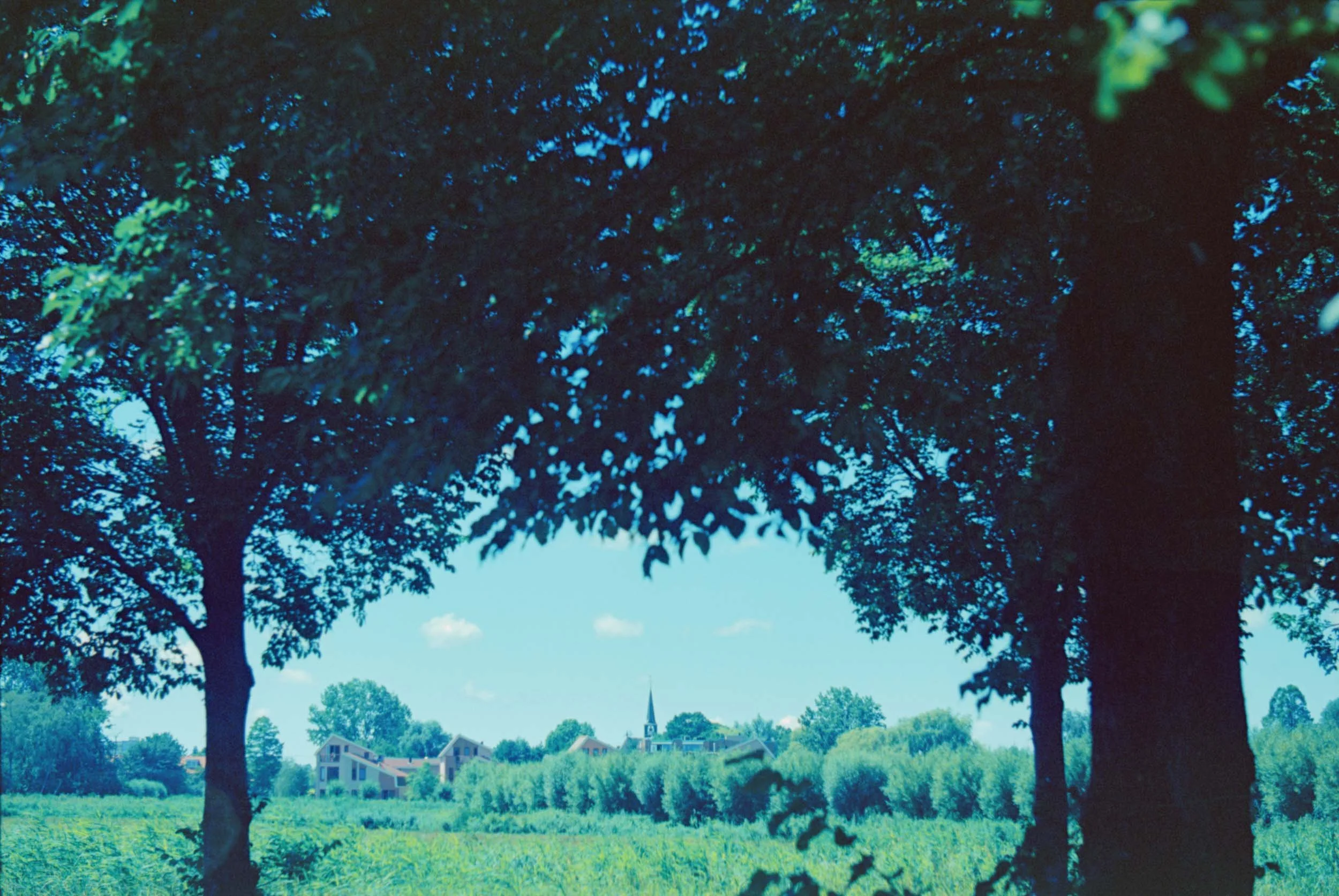 Twee grote bomen met groene bladeren, uitzicht op een dorp met kerktoren onder een blauwe lucht met enkele wolken.