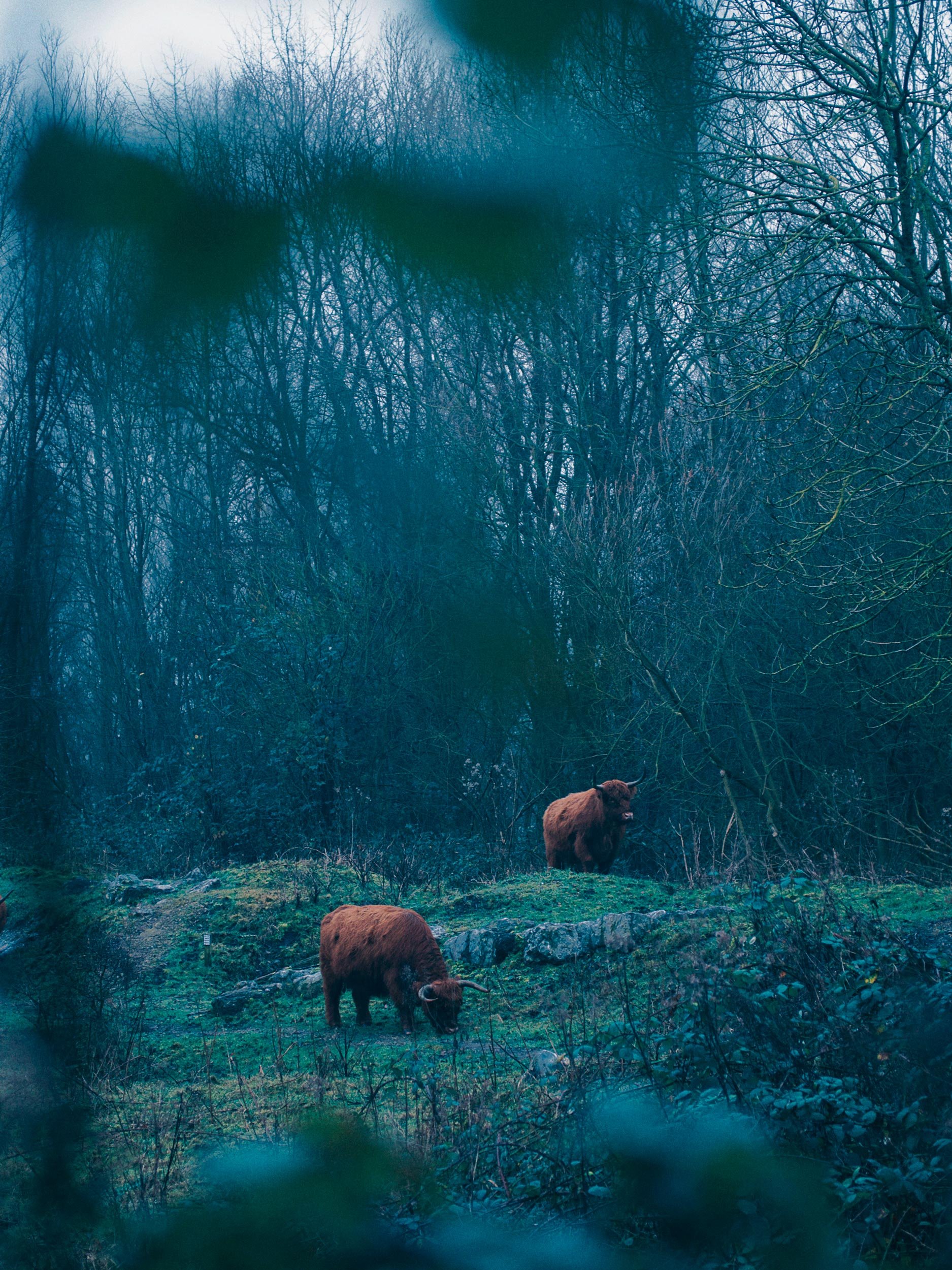 Twee Schotse Hooglanders in een bos, grassig terrein, omringd door bladloze bomen, in een vochtig, schemerachtig landschap.