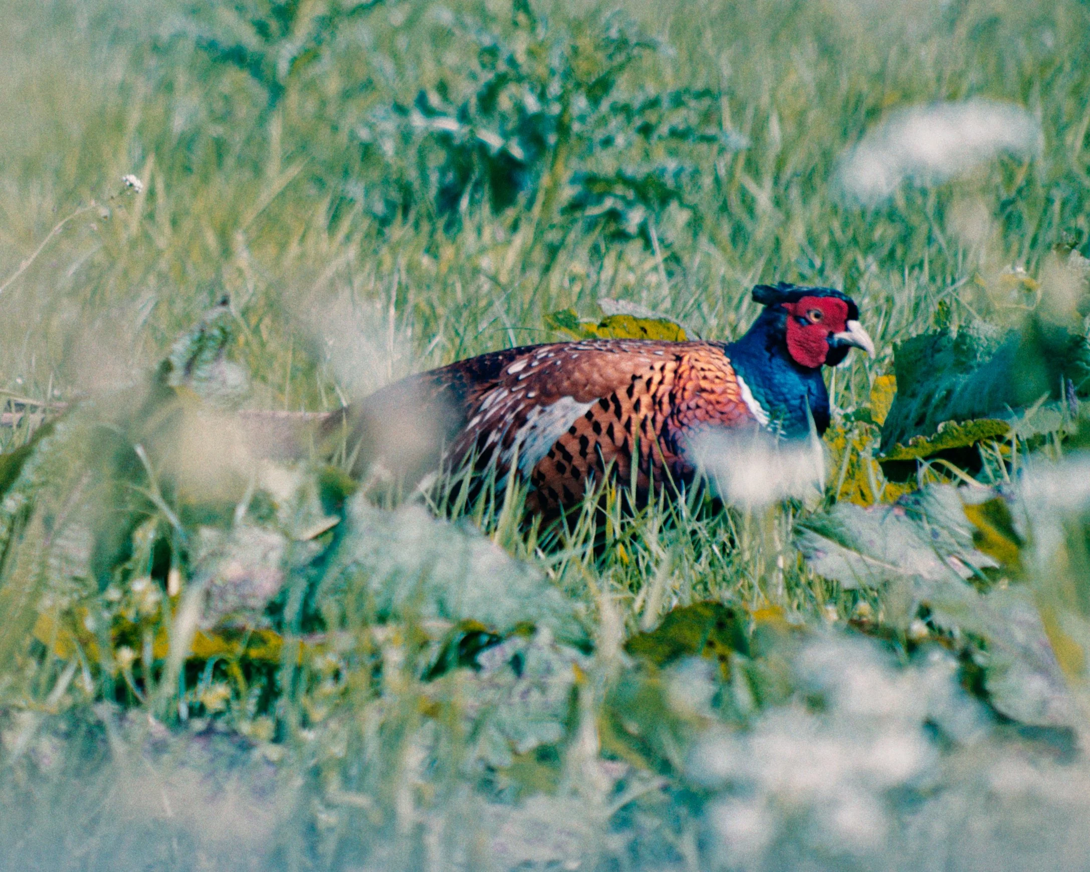een wilde fazant die zich verstopt in gras en bladeren in een natuurlijke omgeving.