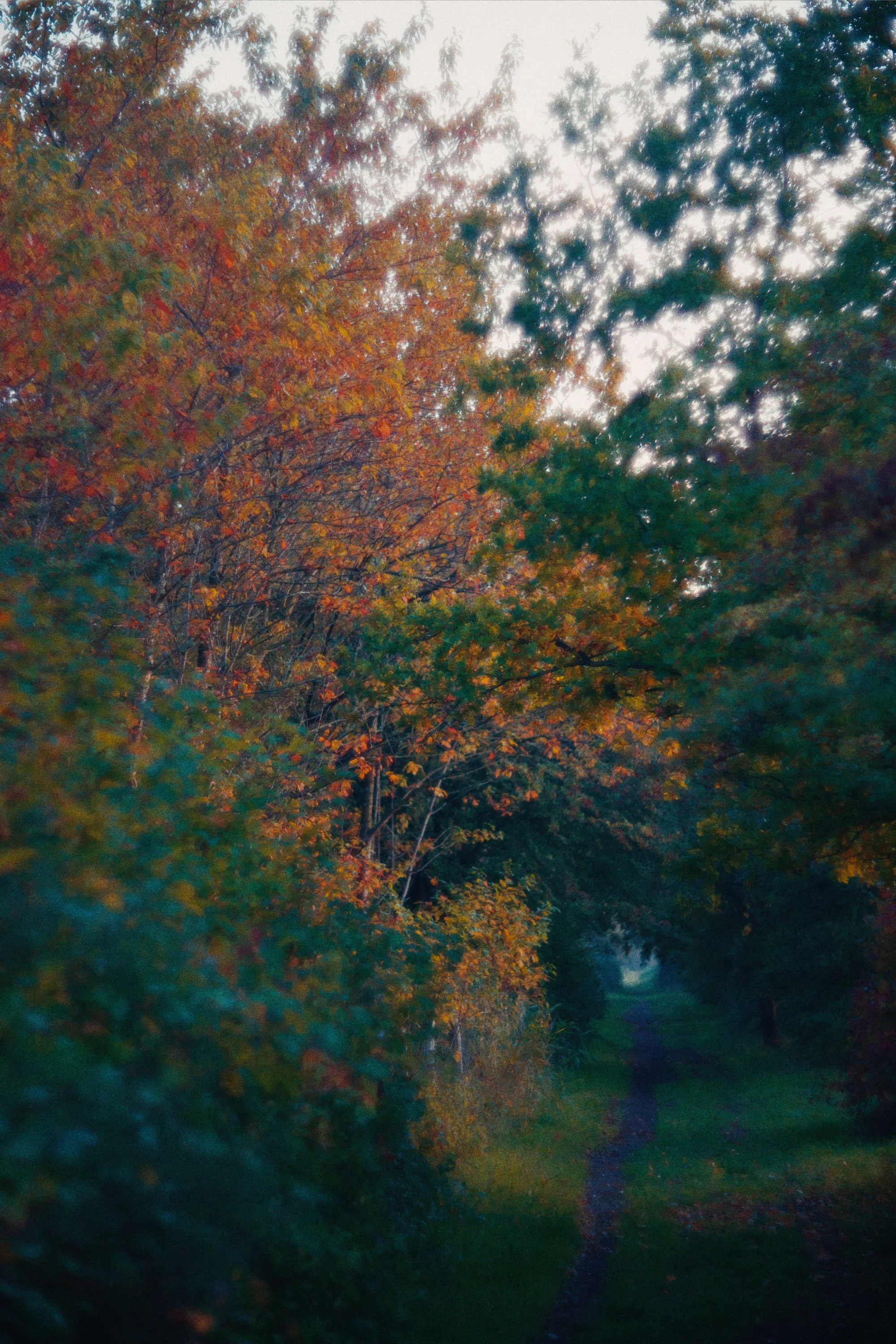 Een wandelpad omgeven door bomen met herfstkleuren, langs een bosrijke omgeving.