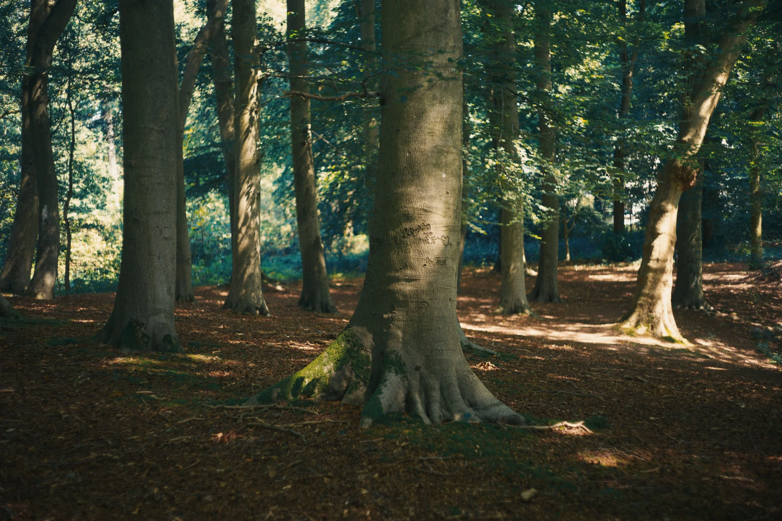 Bos met bomen met dikke stammen en groene bladeren, zonlicht dat door de bomen schijnt.