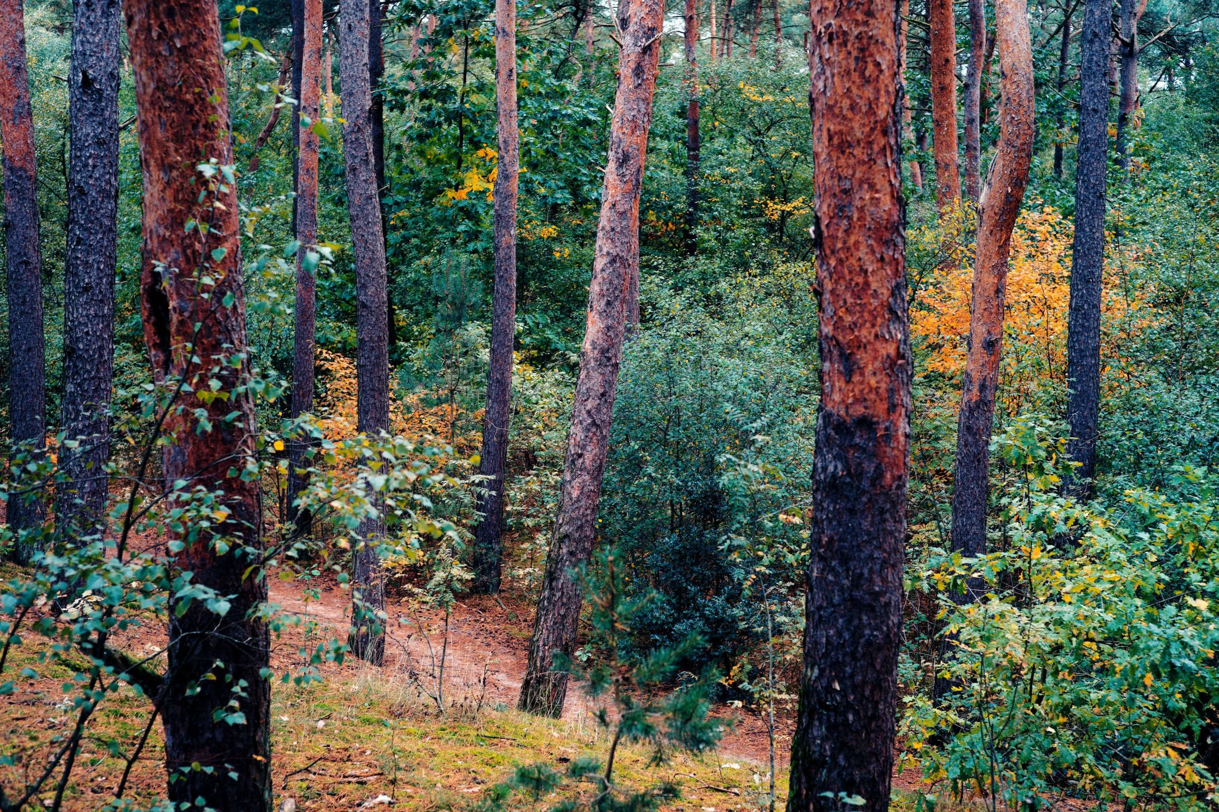 een bos met bomen en een smal pad dat door het bos loopt