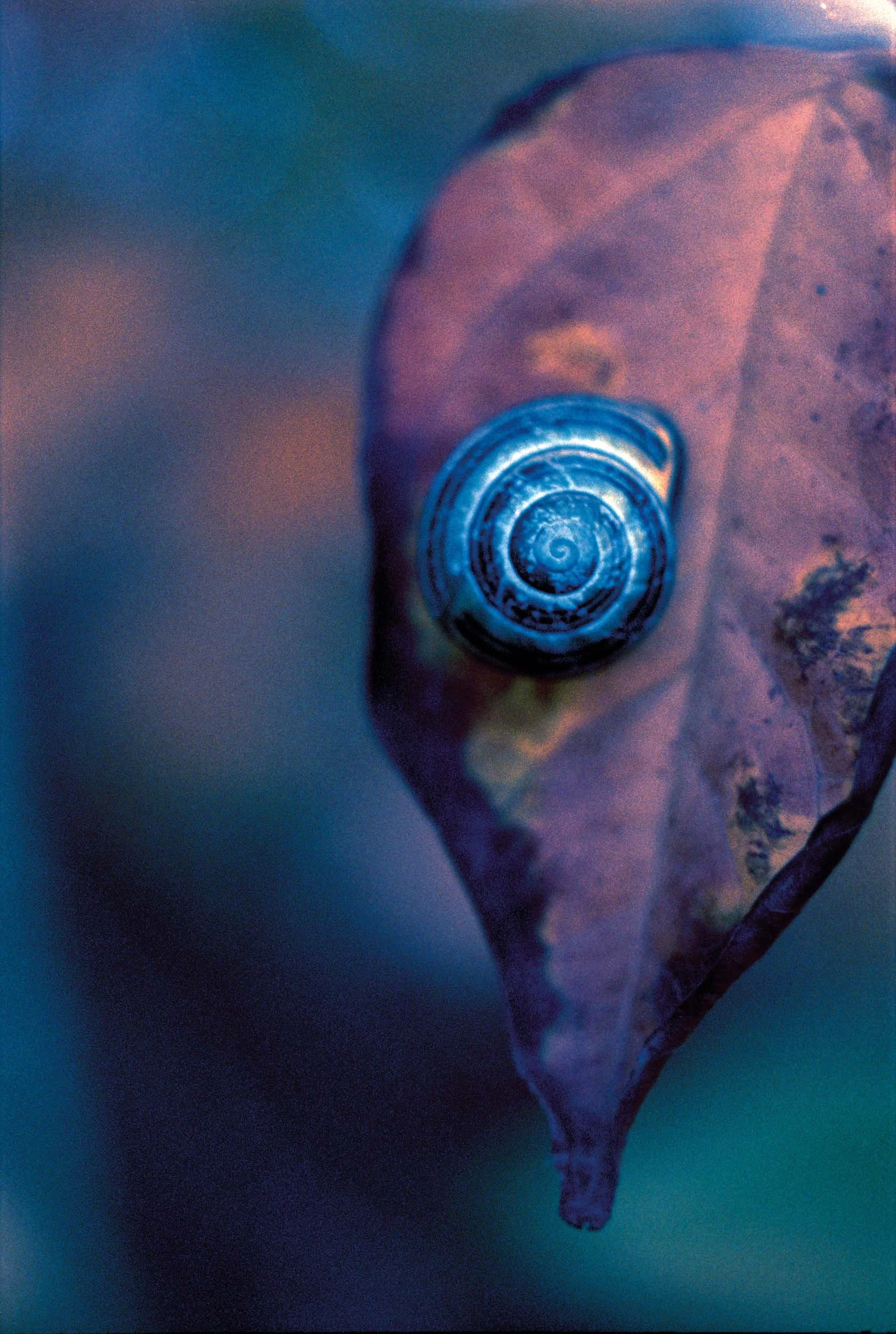 Een schelp op een gedroogde blad, met een wazige achtergrond.