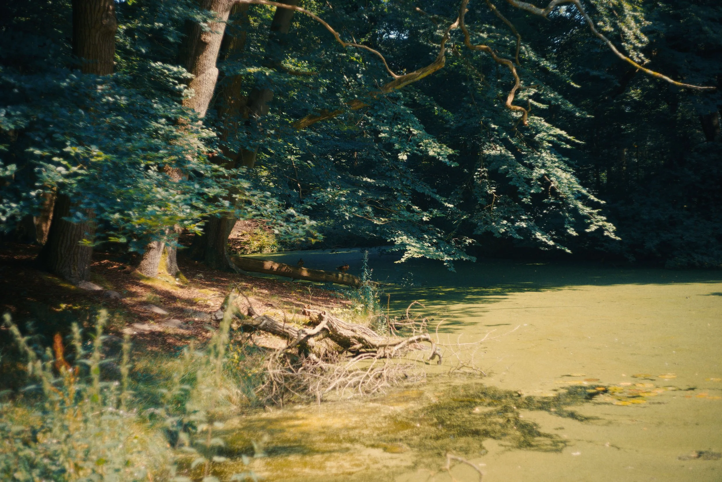 Bos met bomen langs een groen wateroppervlak met schaduw en ondergaande zonlicht