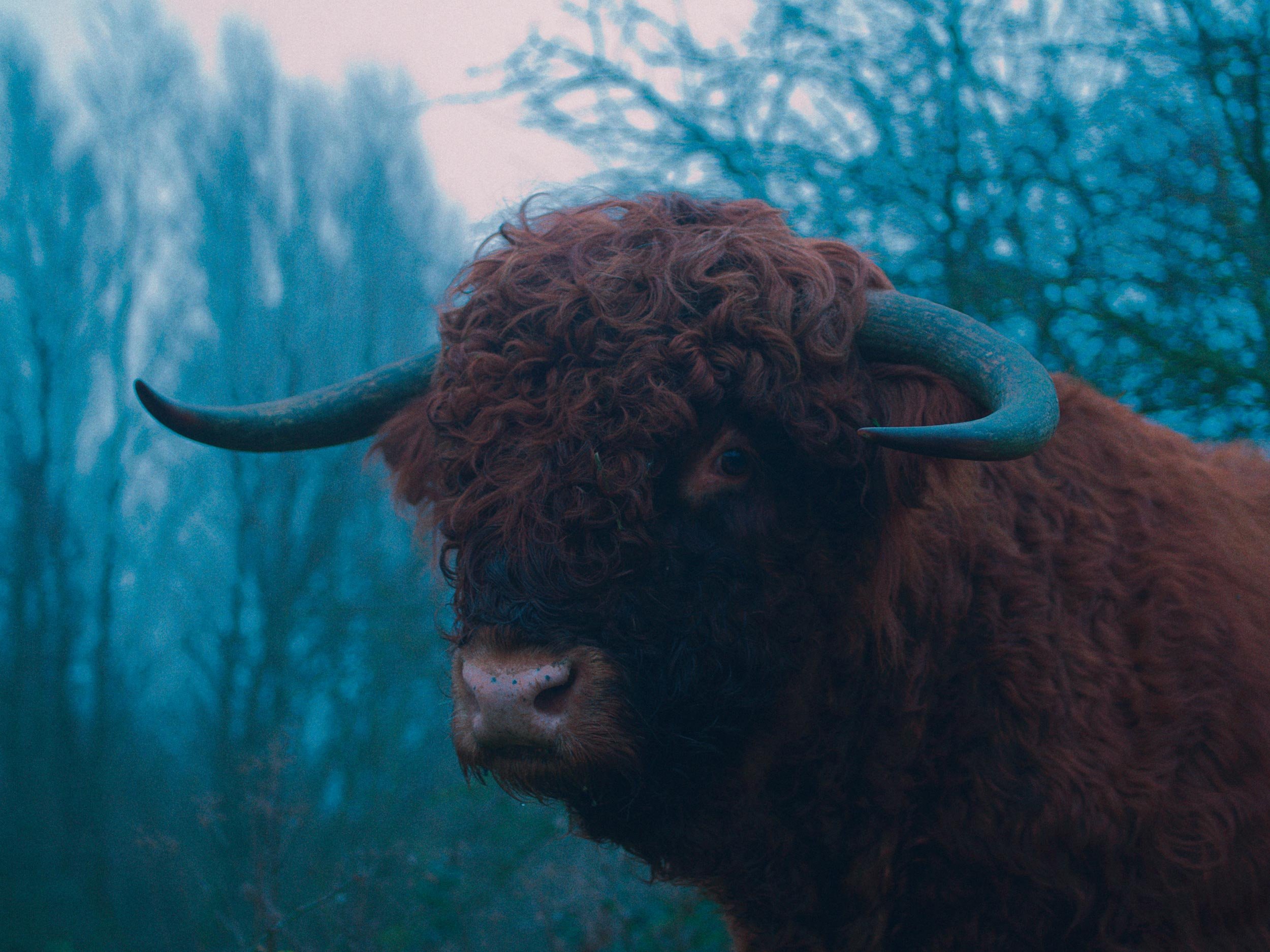Close-up van een Schotse Hooglander met donkerbruine, gekrulde vacht, met grote, gebochelde horens en een roze neus, in een bosrijke omgeving.