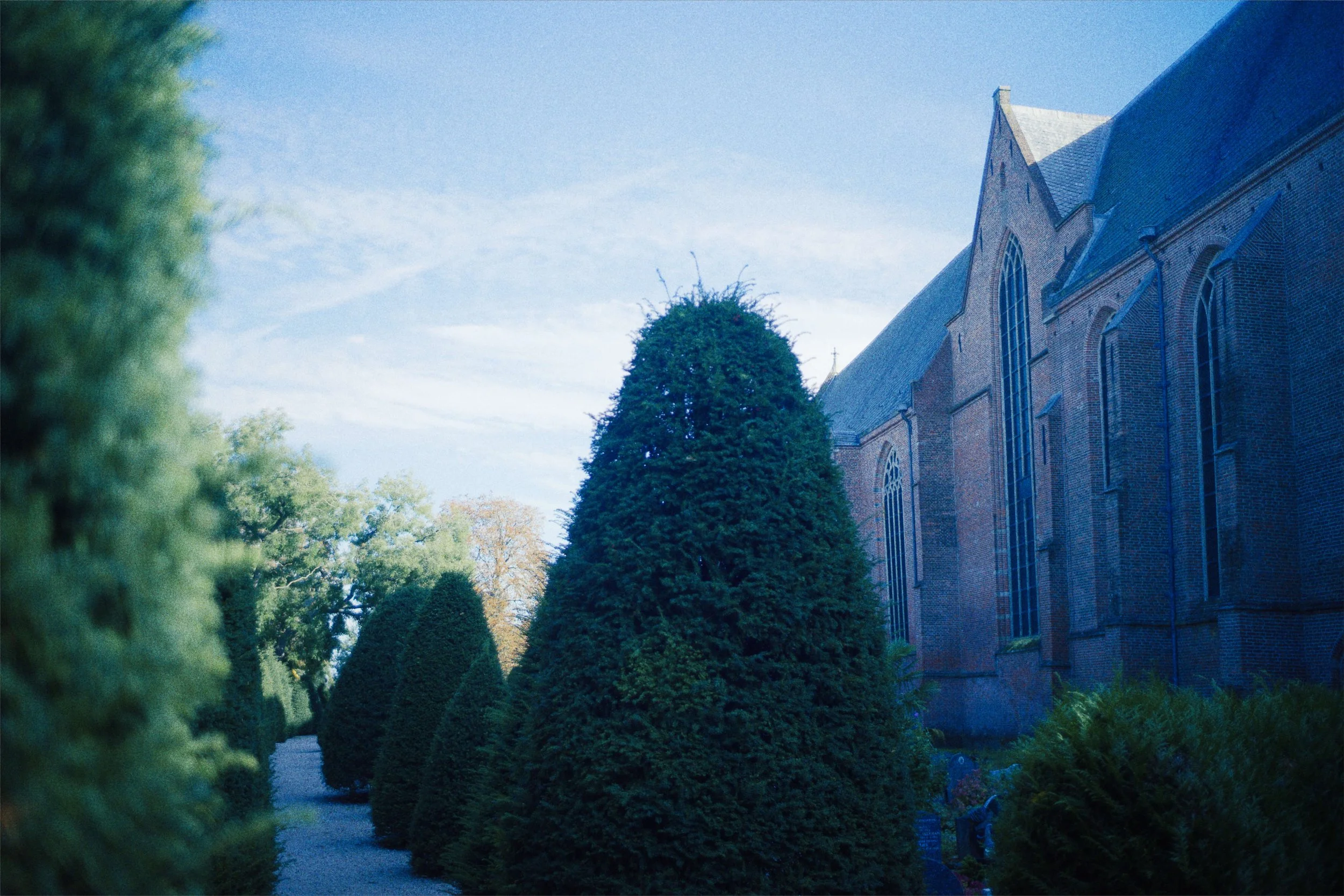 Rij van goed onderhouden groene coniferen langs een pad naast een oude kerk met grote rijen ramen.