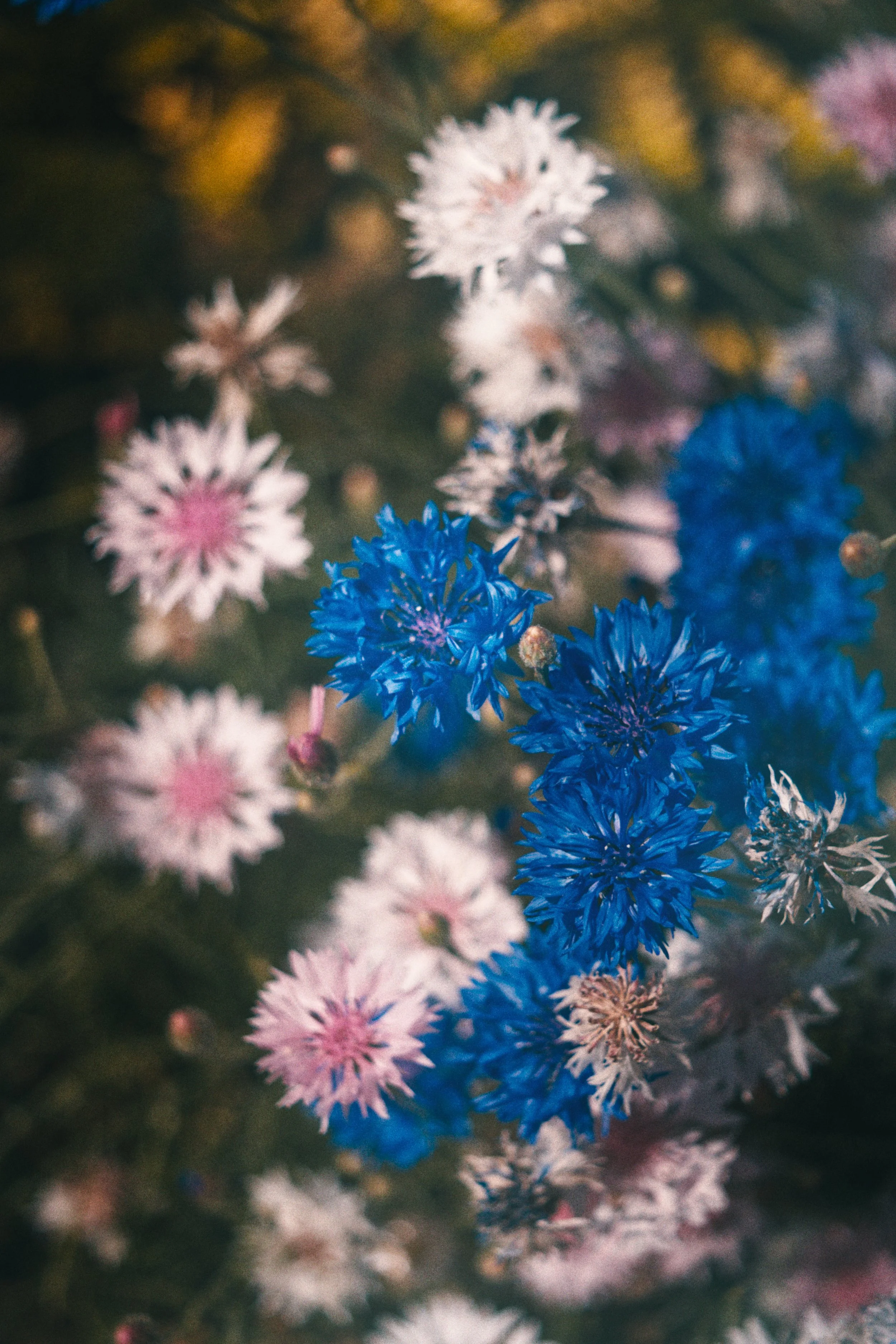 Close-up van blauwe, roze en witte bloemen in een tuin.