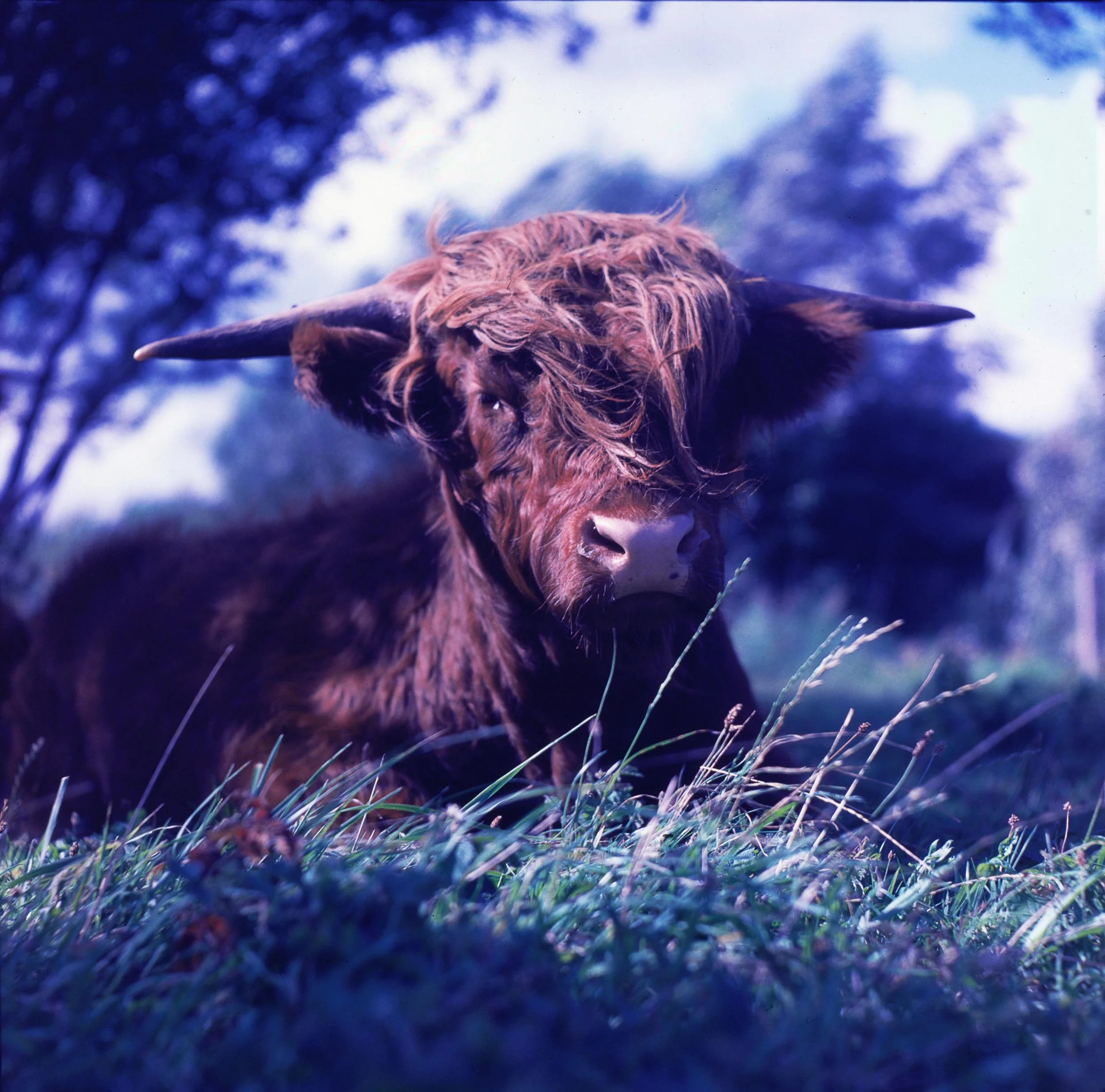 Een bruin hooglandrundje met vikings-achtig haar en grote hoorns ligt in het gras, met bomen en een blauwe lucht op de achtergrond.
