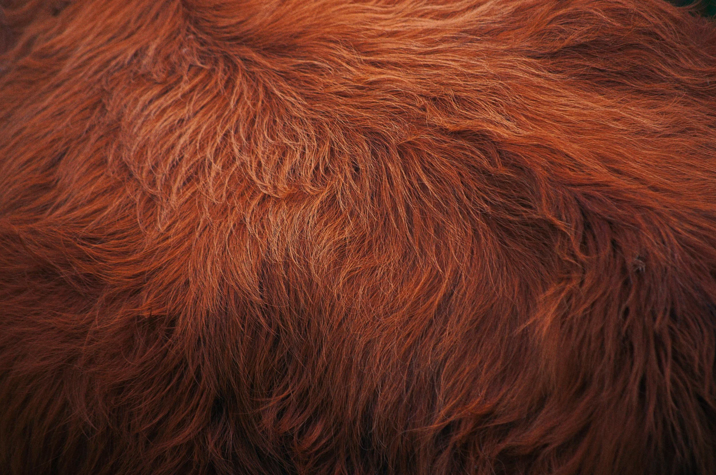Close-up van een rode Schotse Hooglander dierenhuid of vacht. koe