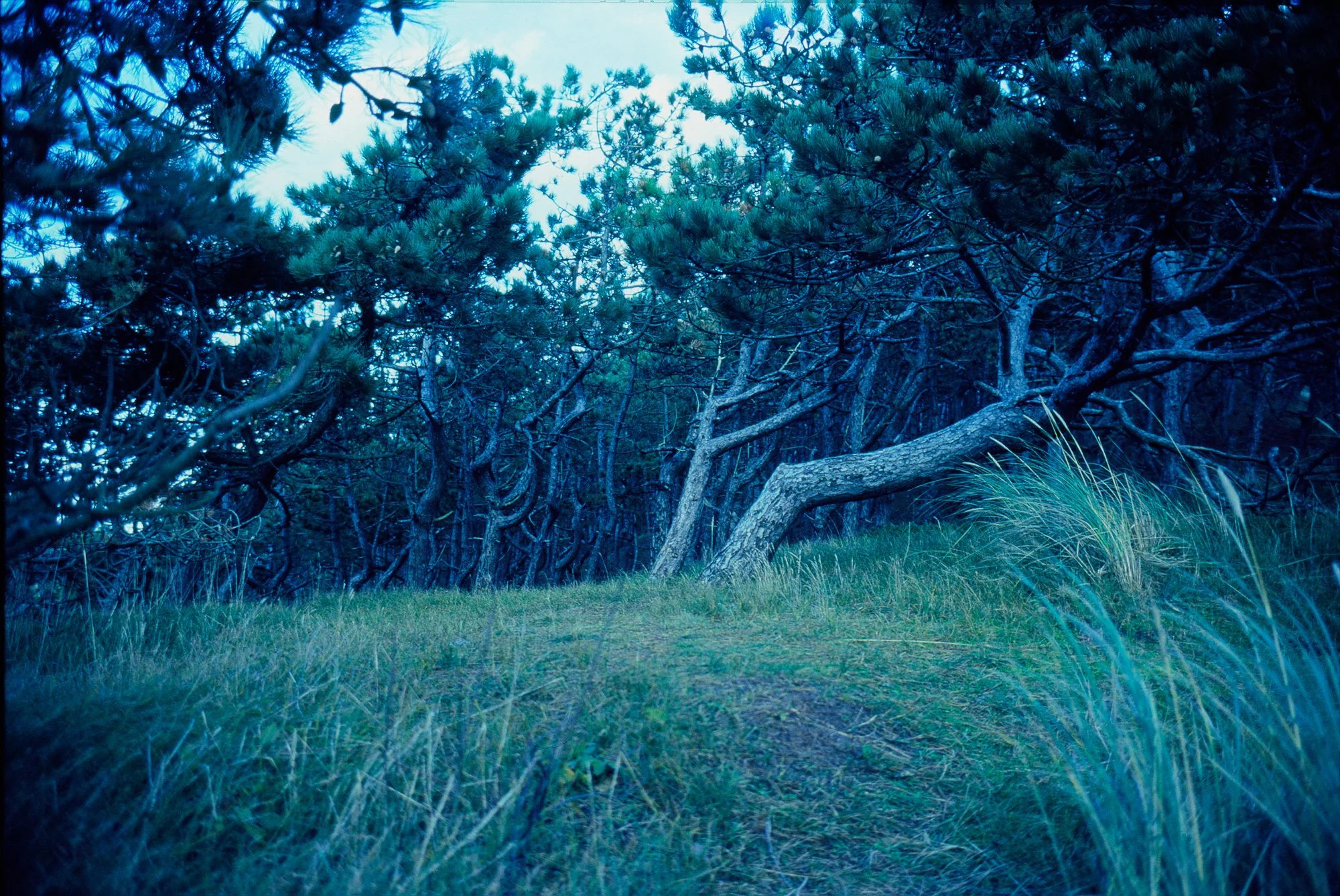 Bos met kromme bomen en gras in de voorgrond, in een blauwe tint