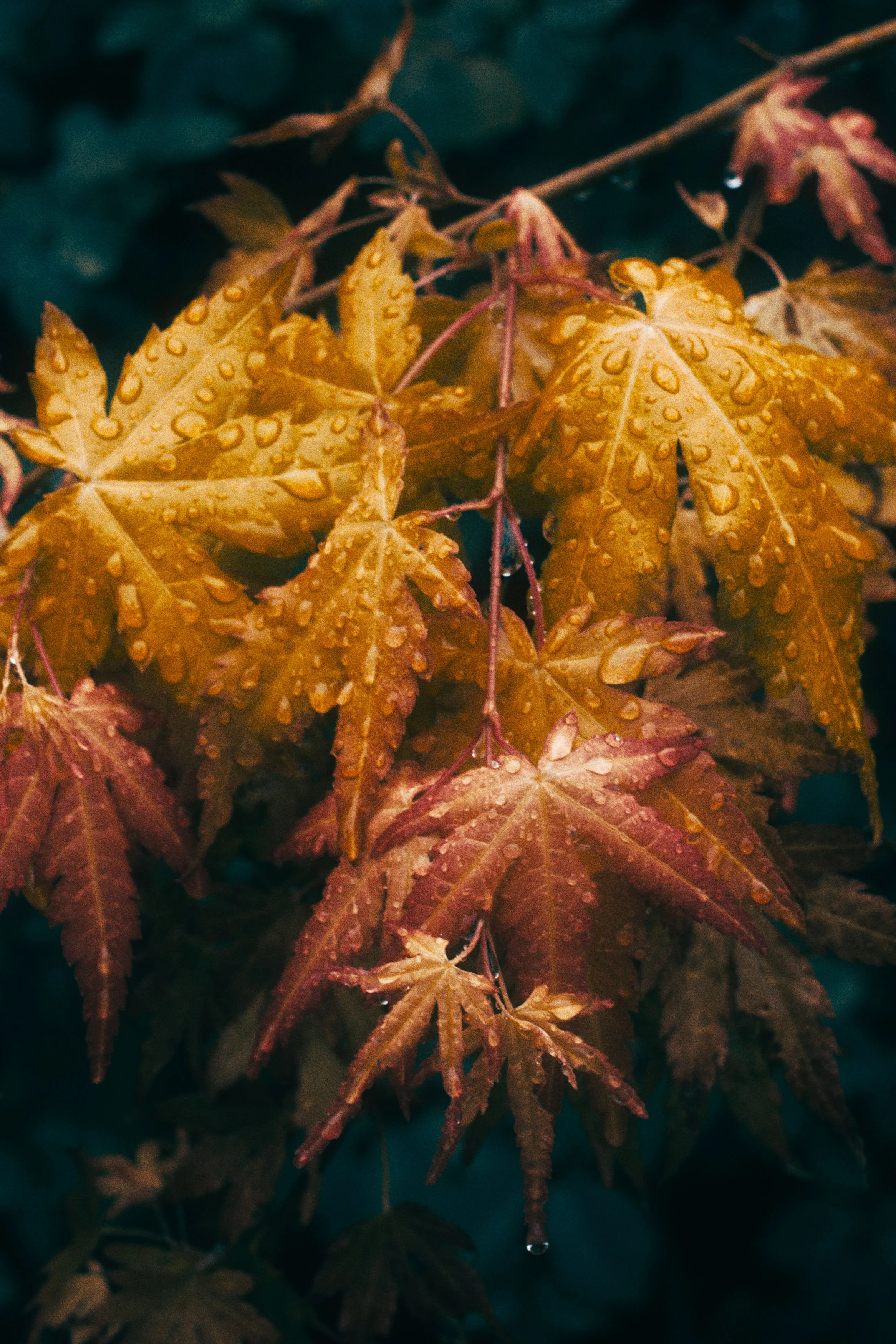Herfstbladeren met waterdruppels in diverse kleuren, waaronder geel, oranje en rood