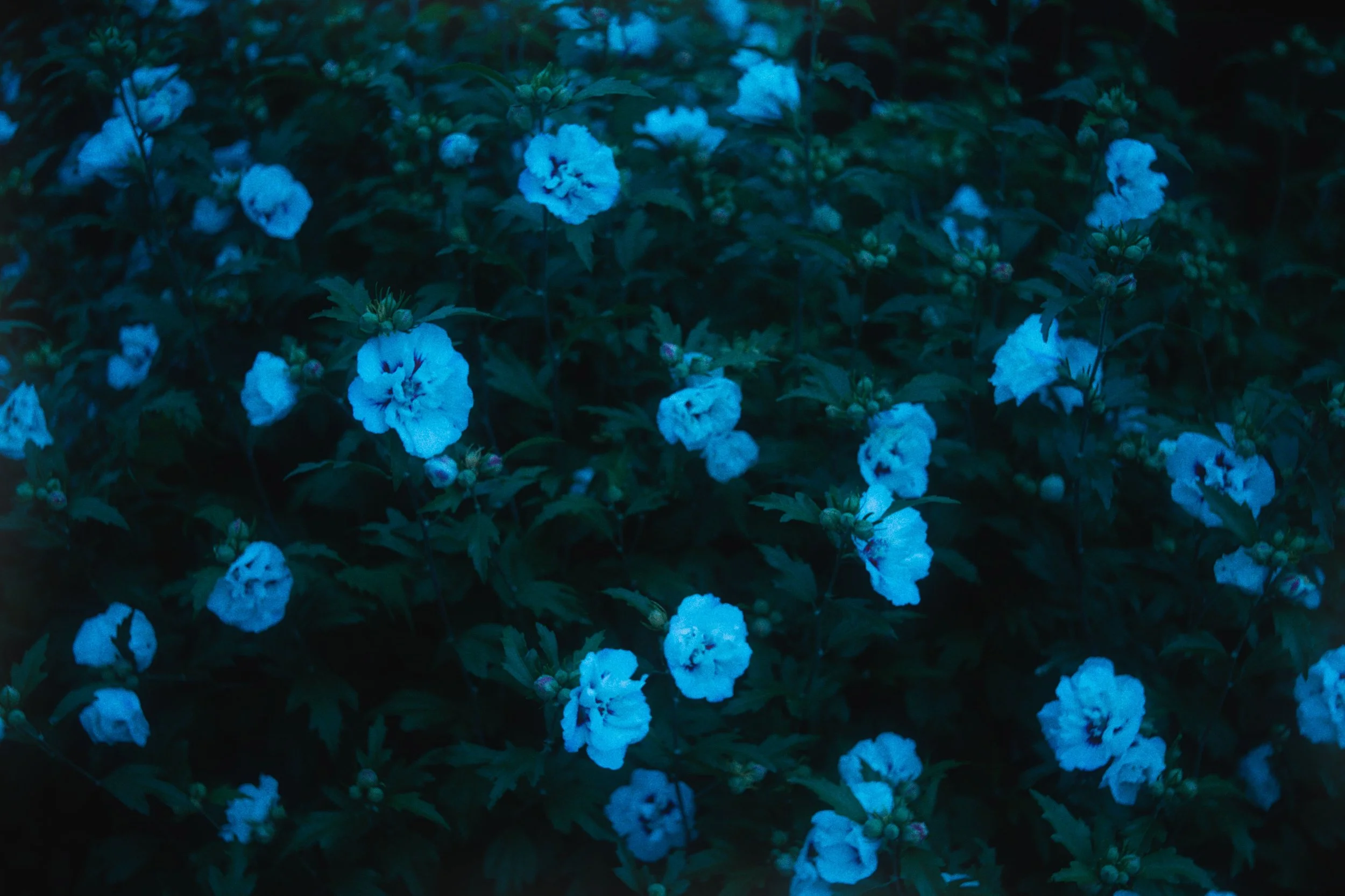 Blauwe bloemen op een donkere achtergrond.