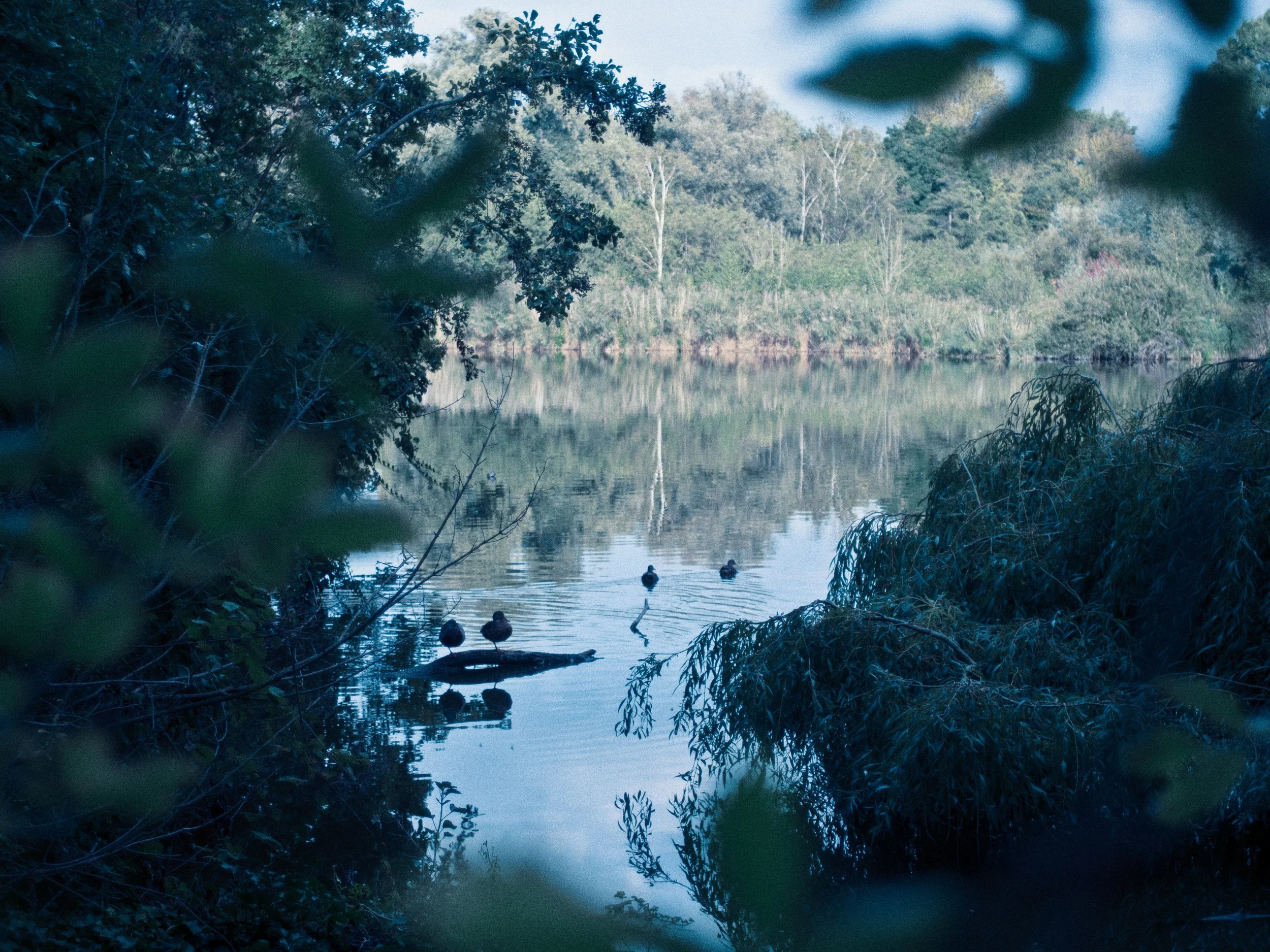Uitzicht op een rustige rivier met drie eenden die op een tak zitten en drie eenden die zwemmen, omgeven door groene bomen en struiken.