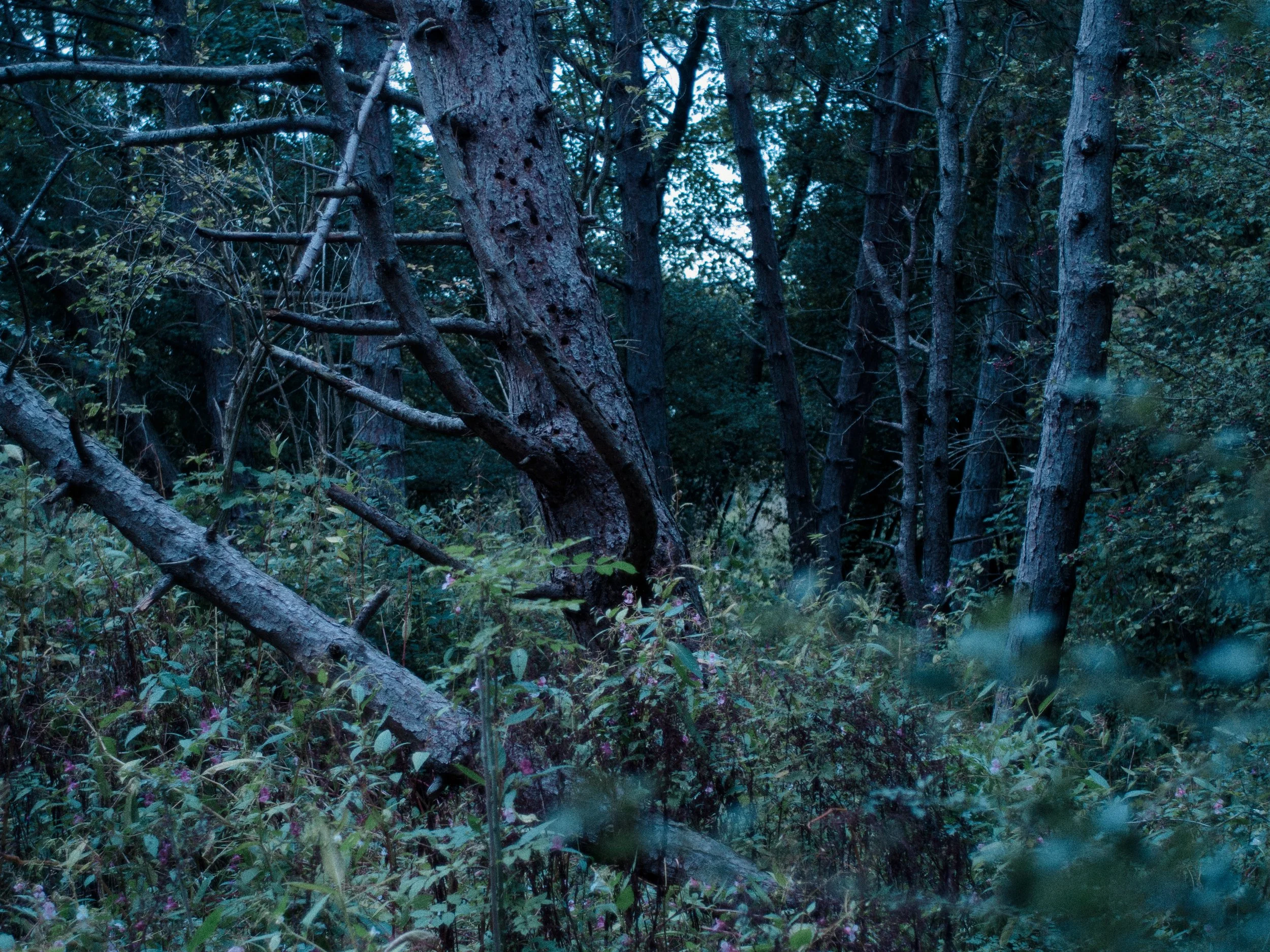 Dichte bosrijke omgeving met bomen en struiken, onder een blauwe schemerlichte hemel.