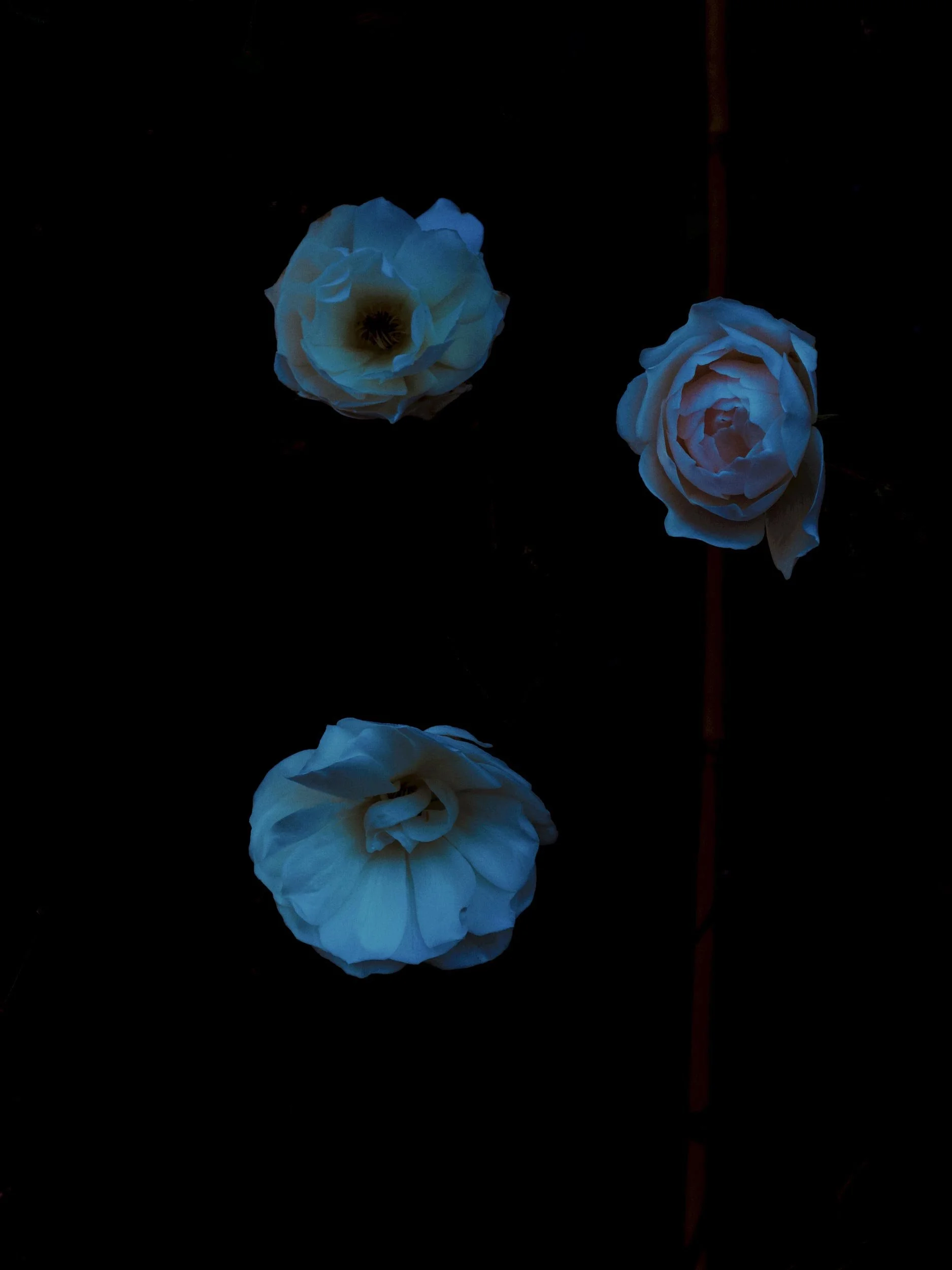 Drie witte rozen liggen op een zwarte ondergrond, met reflectie zichtbaar op de ondergrond.