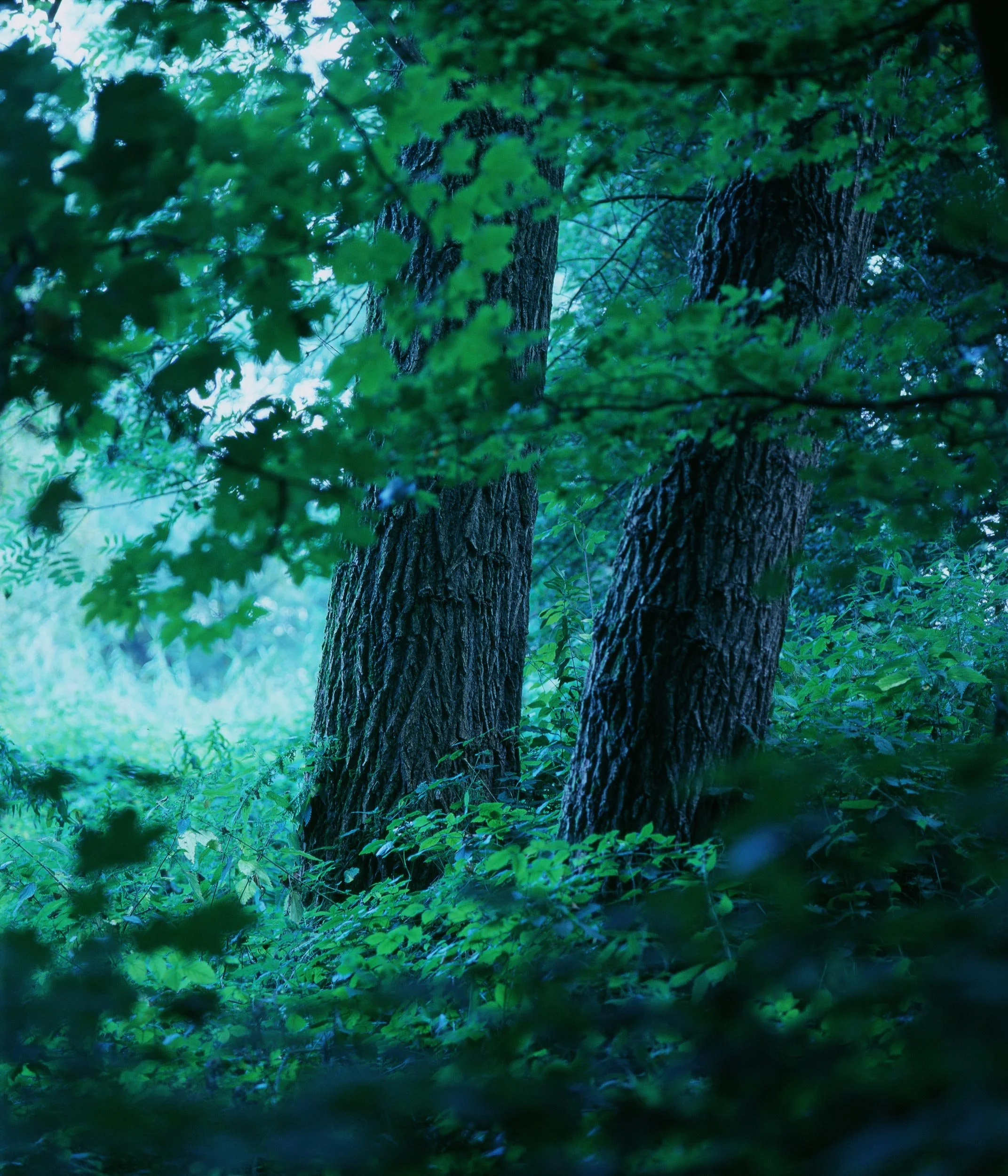 Twee bomen in een bos met groen blad en struiken.