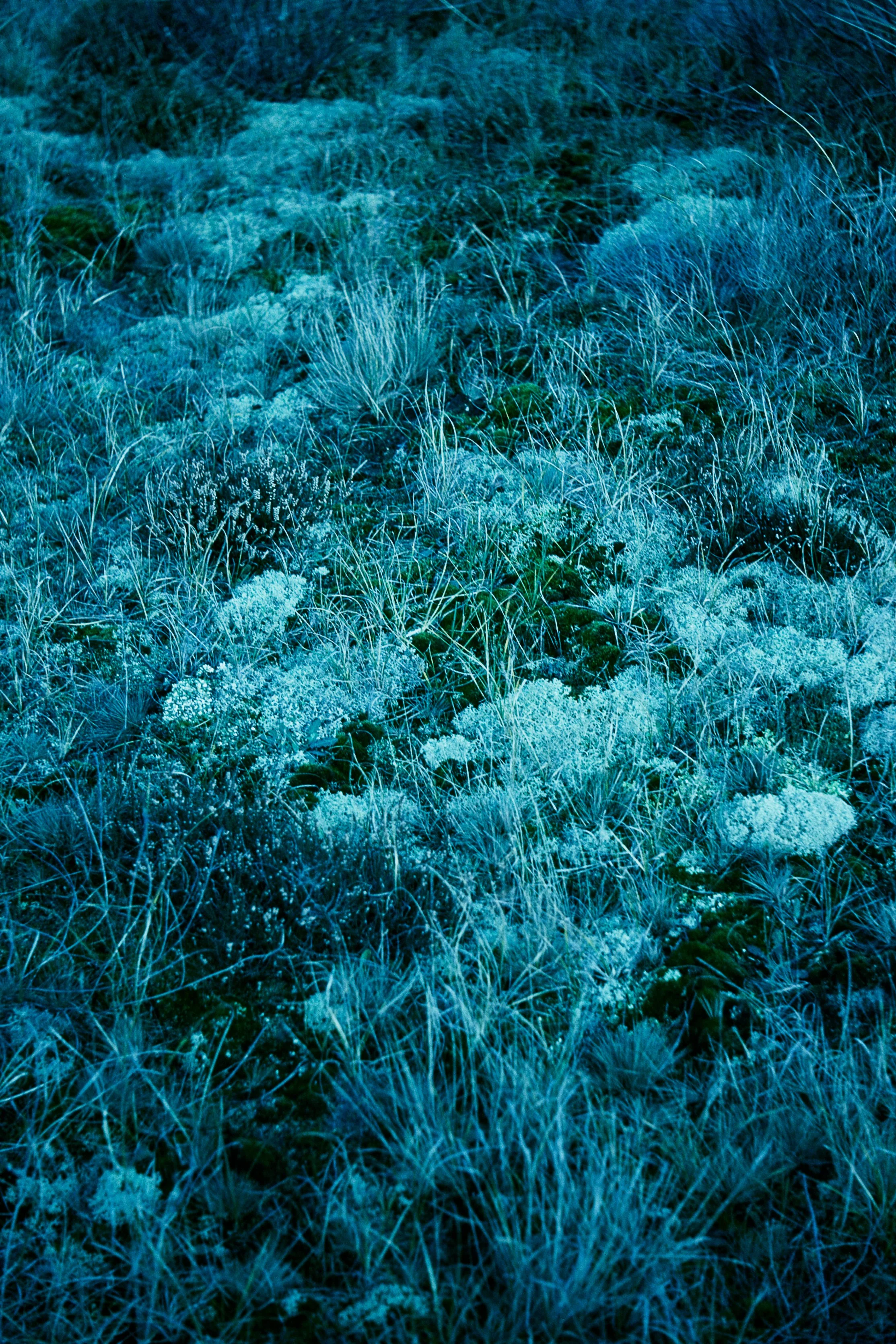 Mooie close-up van een veld met gras en mossen in koele tinten blauw en groen.