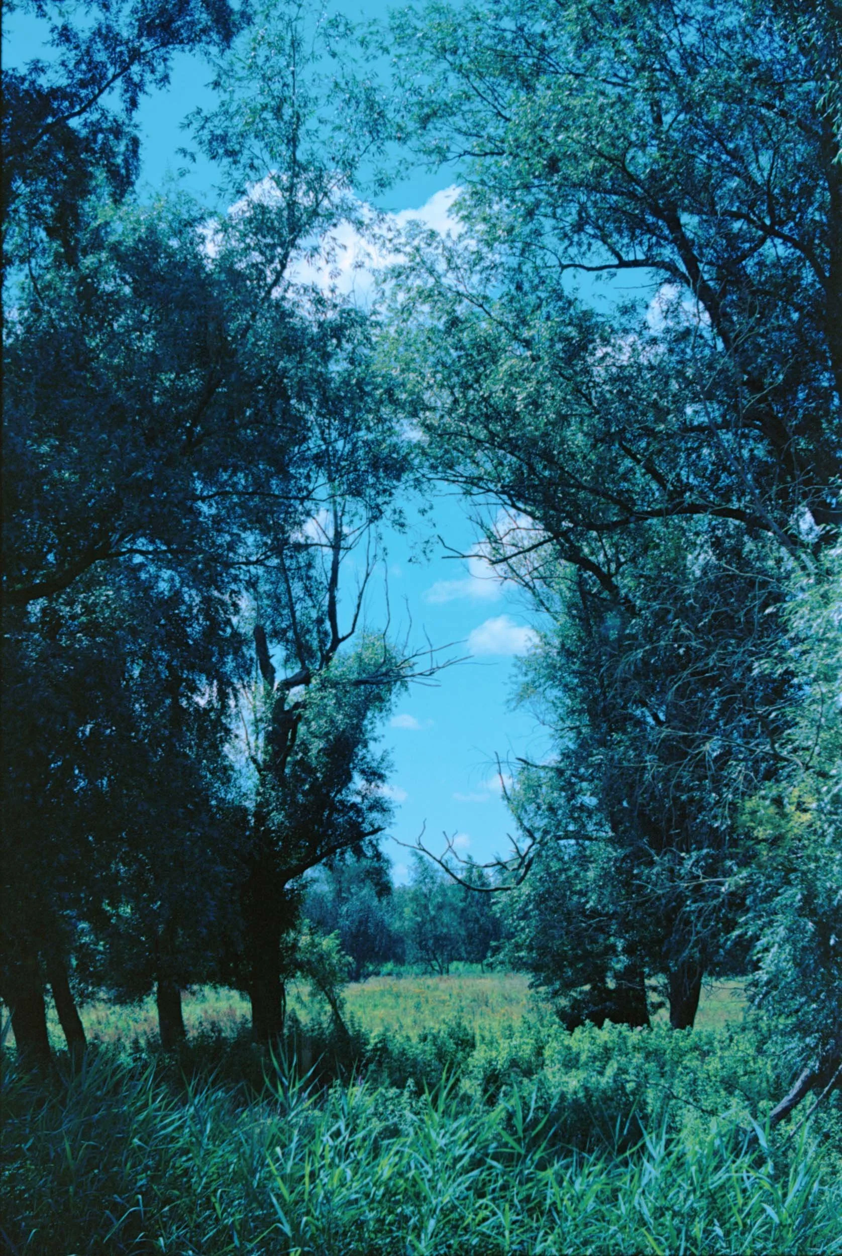 Bos met dichtbegroeide bomen, groen gras, blauw hemel met wolken.