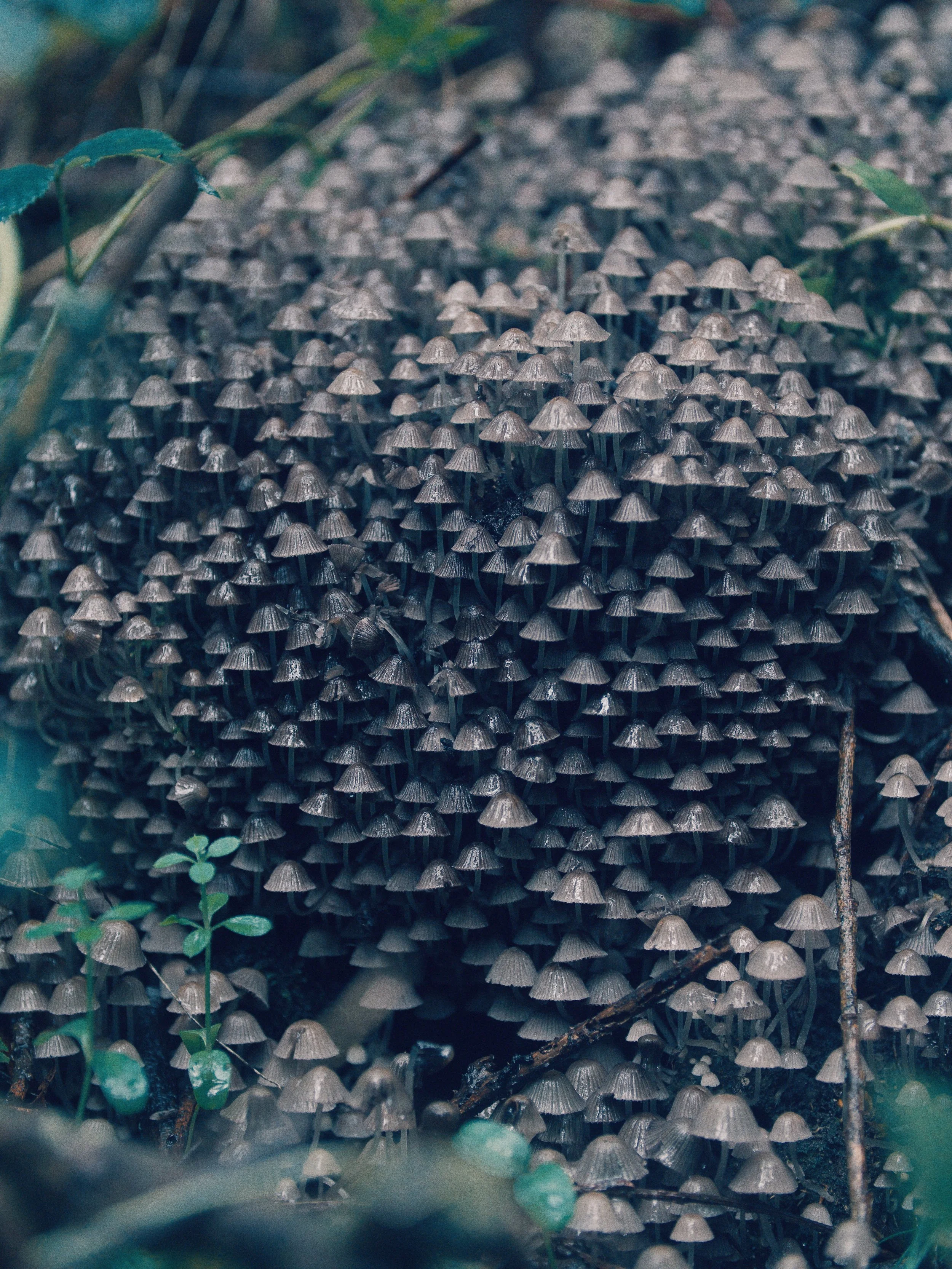 Een grote groep kleine, donkergrijze paddenstoelen groeit op de bosbodem, omgeven door blaadjes, takjes en groen plantenmateriaal.
