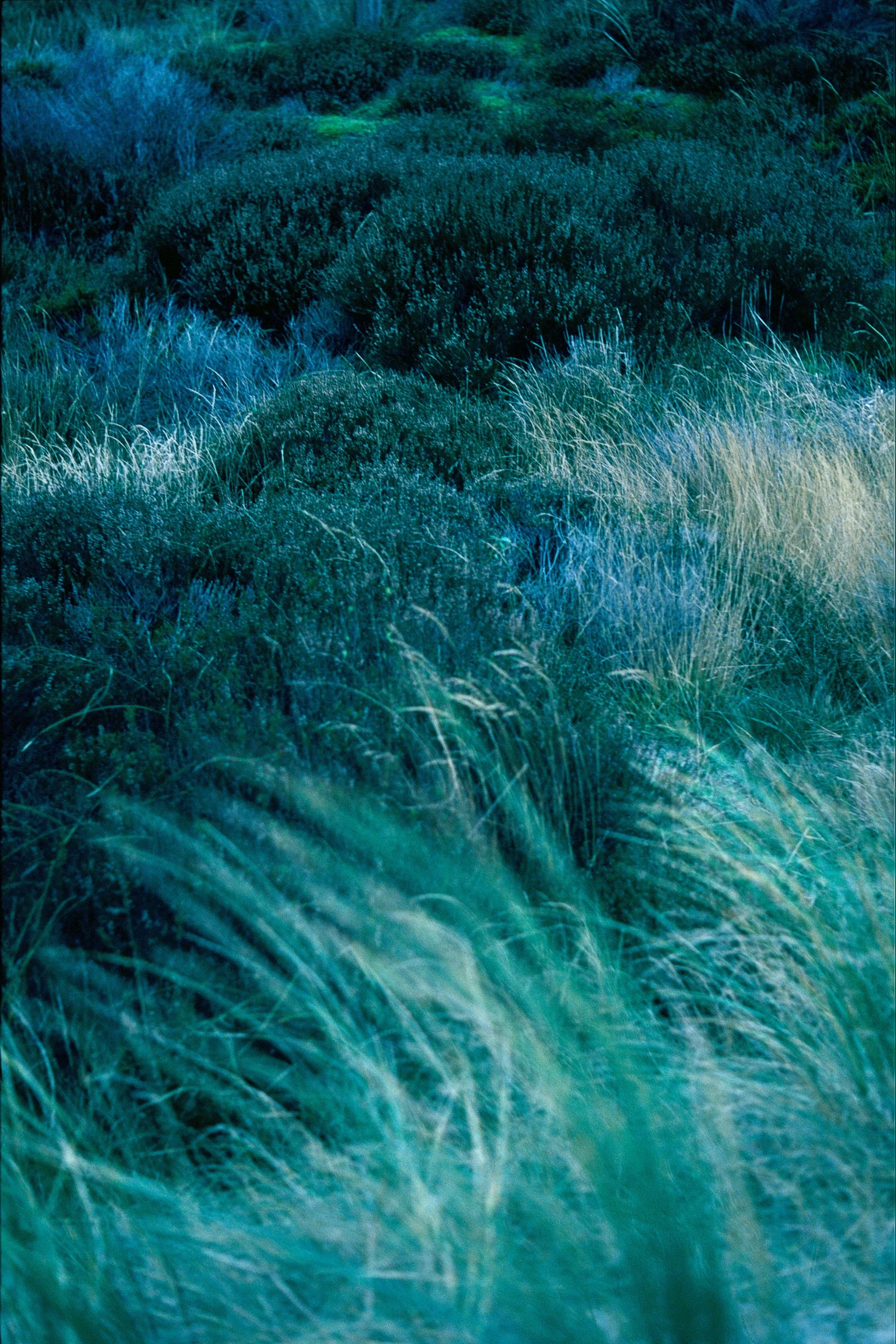 Natuurscène met groene en blauwe planten en grassen