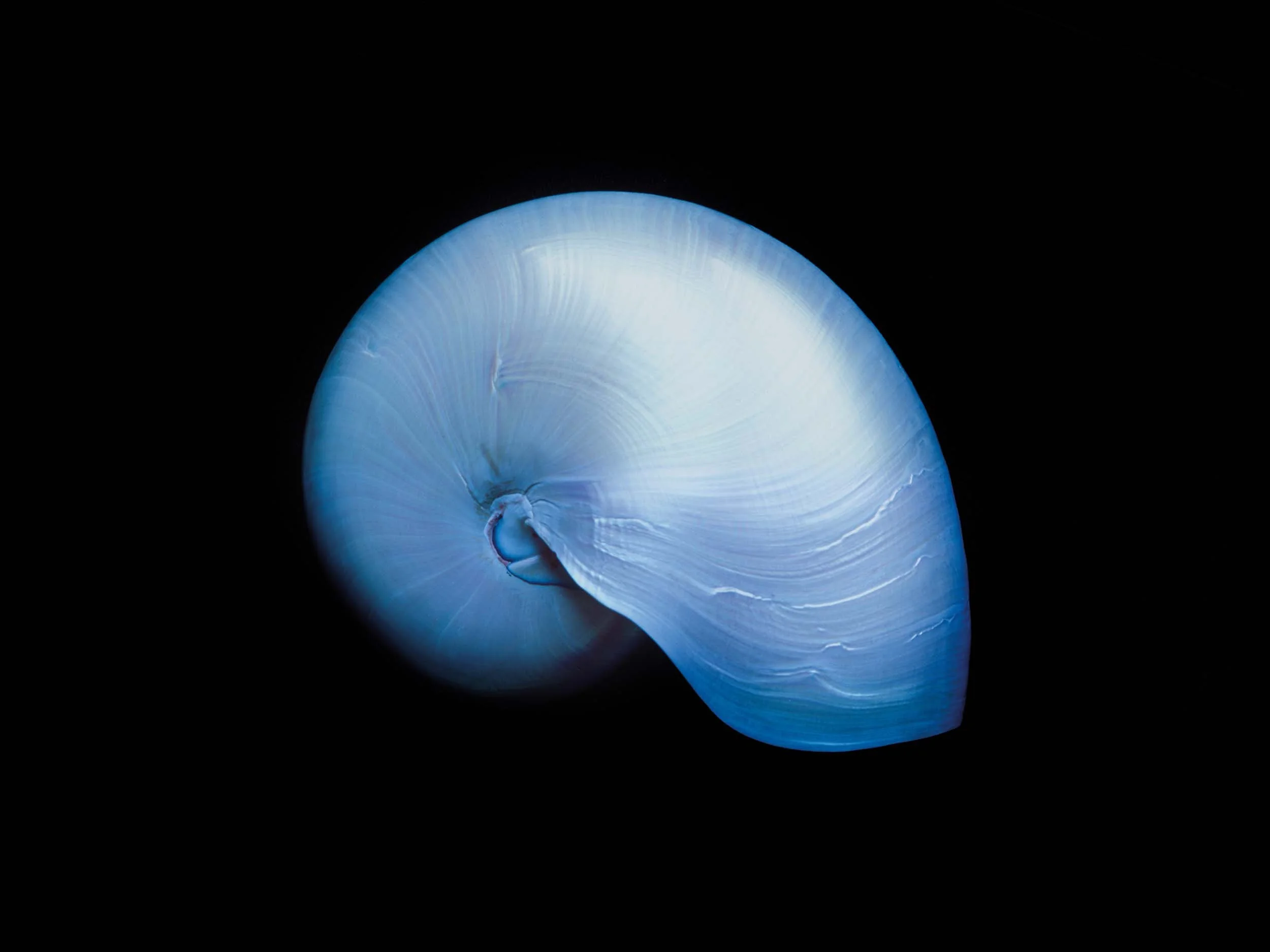 Close-up van een blauwe schelp met een spiralen structuur tegen een zwarte achtergrond.