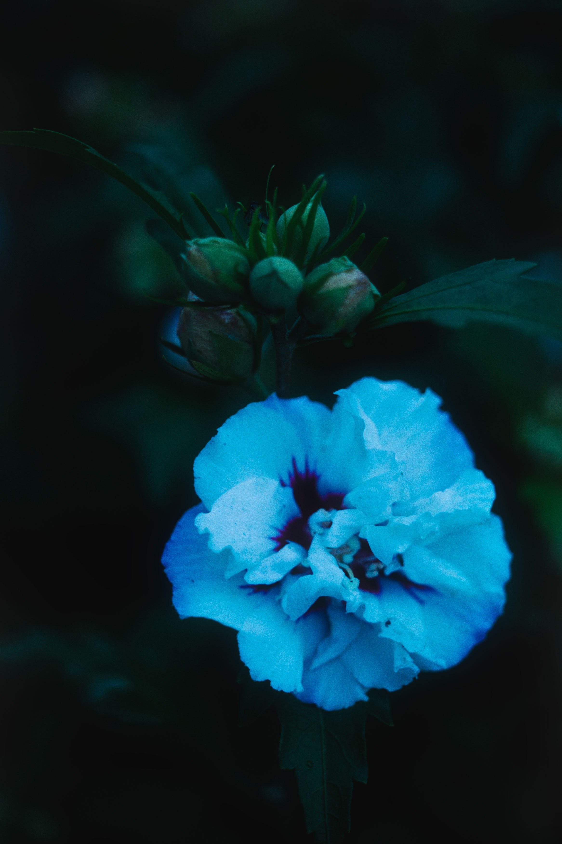 Een blauwe bloem met witte bloembladen en een donkere achtergrond.