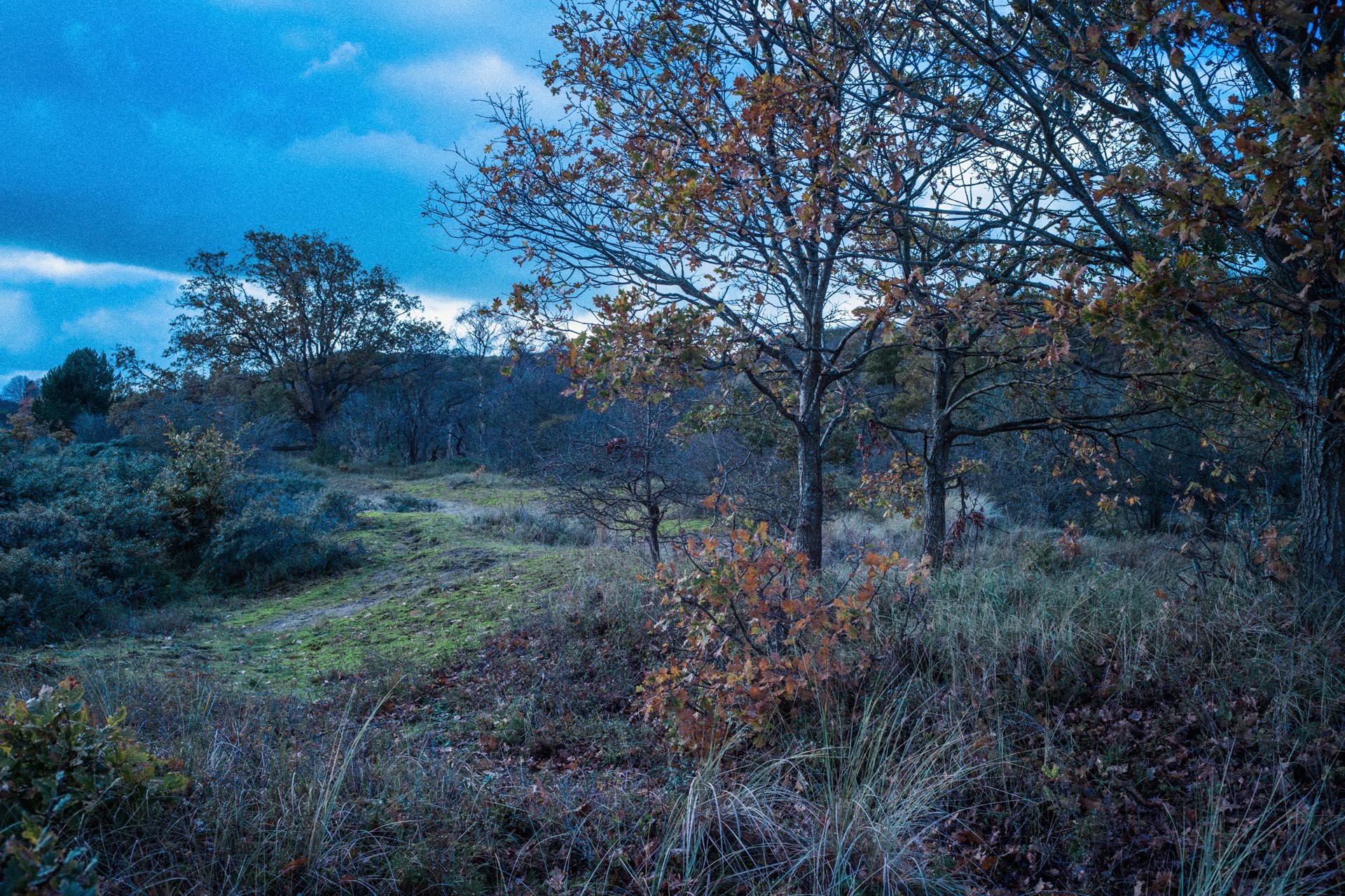 Natuurgebied met bomen, gras en een onverharde pad, onder een bewolkte hemel.