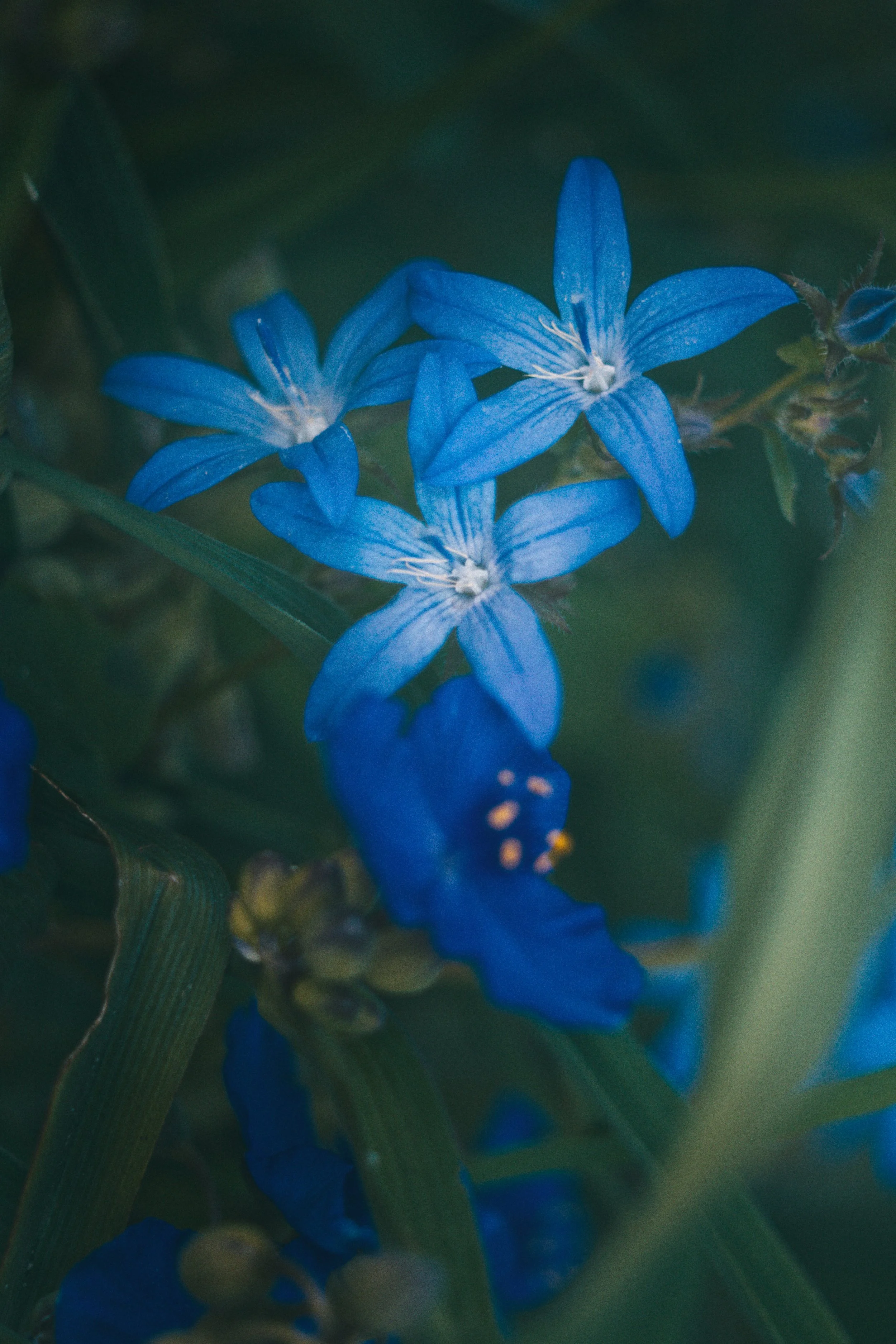 Blauwe bloemen met lange, smalle bloembladen en gele stamels, omgeven door groene bladeren.
