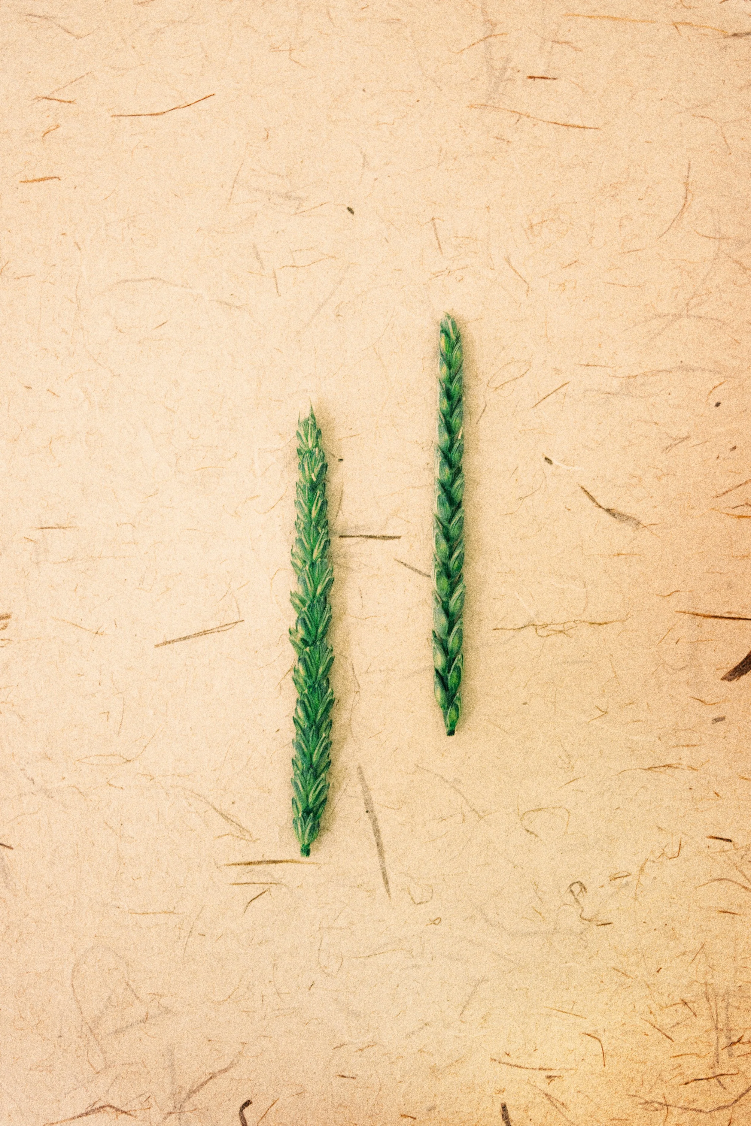 Twee groene graanaren op een beige papieren oppervlak.
