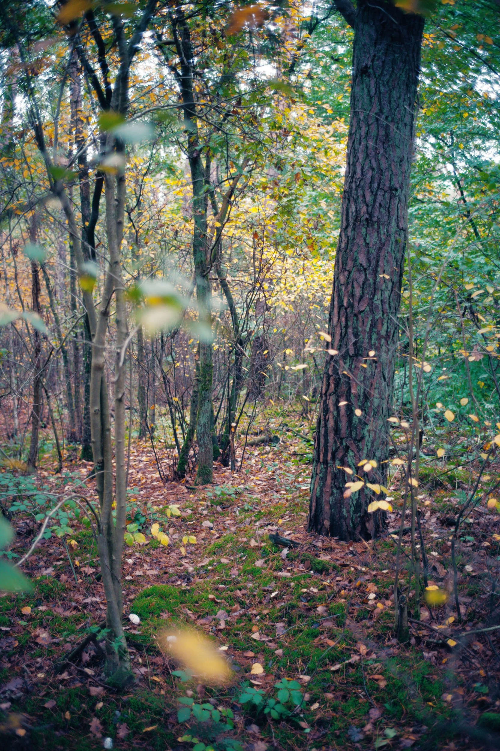 Een bos met bomen, bladeren en mos op de grond, tijdens de herfst met geel en groen blad.