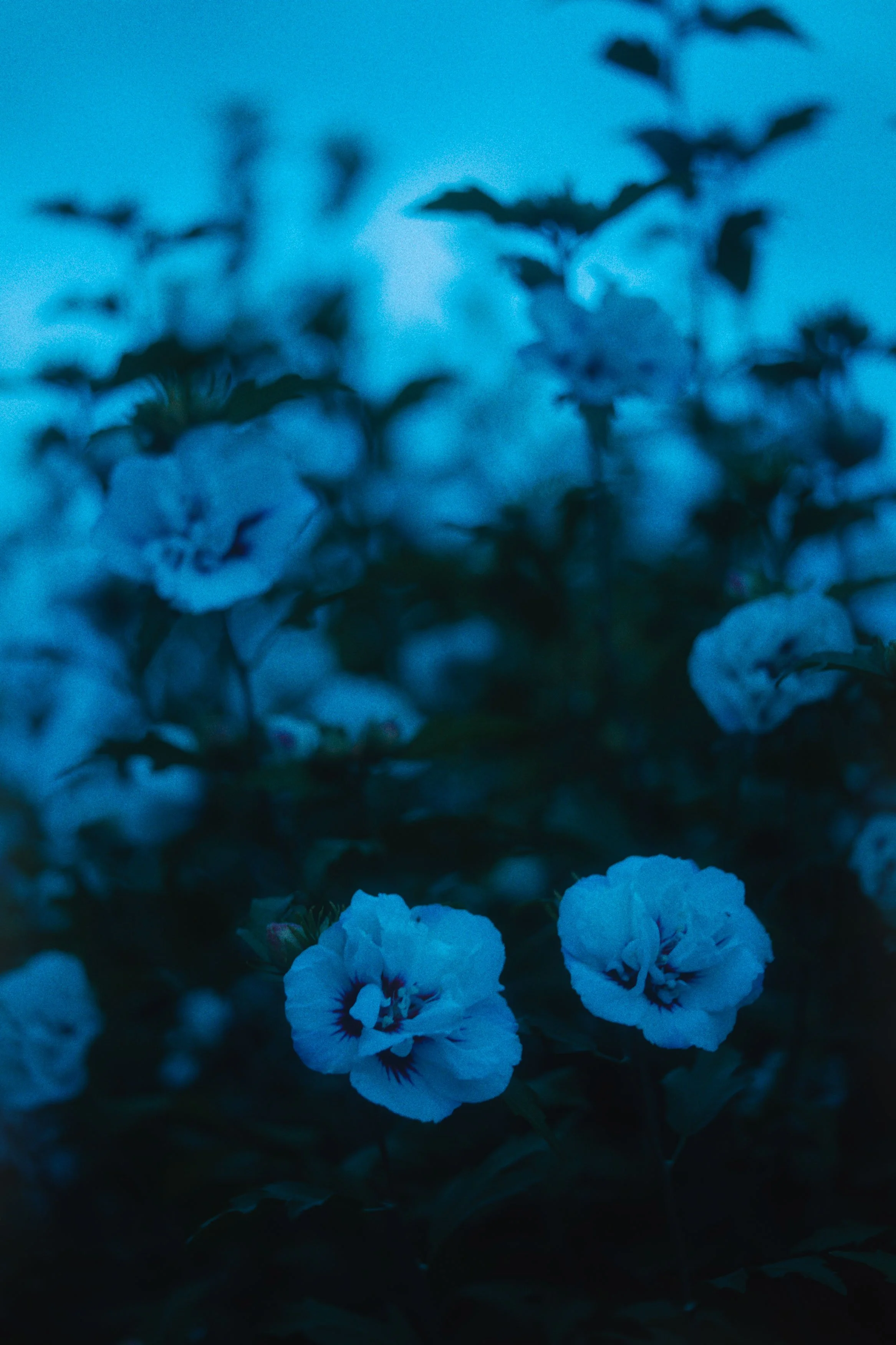 Donkere foto van blauwe bloemen in de schemering of onderkoeld licht.