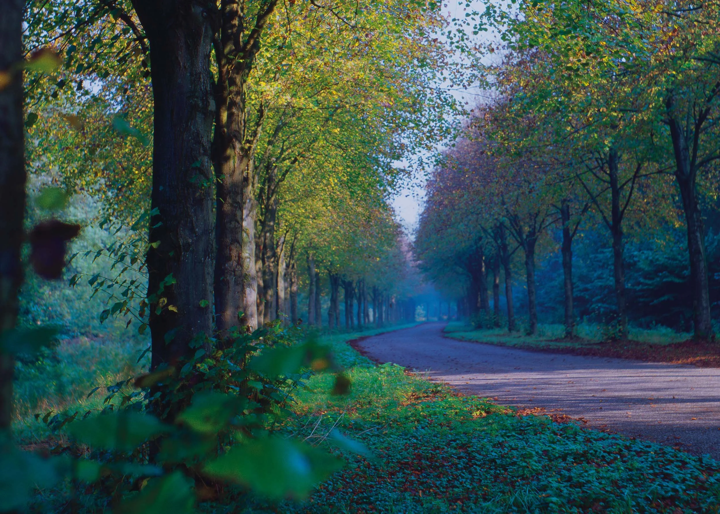 Een kronkelende bosweg omringd door groene en paarse bomen, met een groene ondergroei en een blauwe mistige lucht.