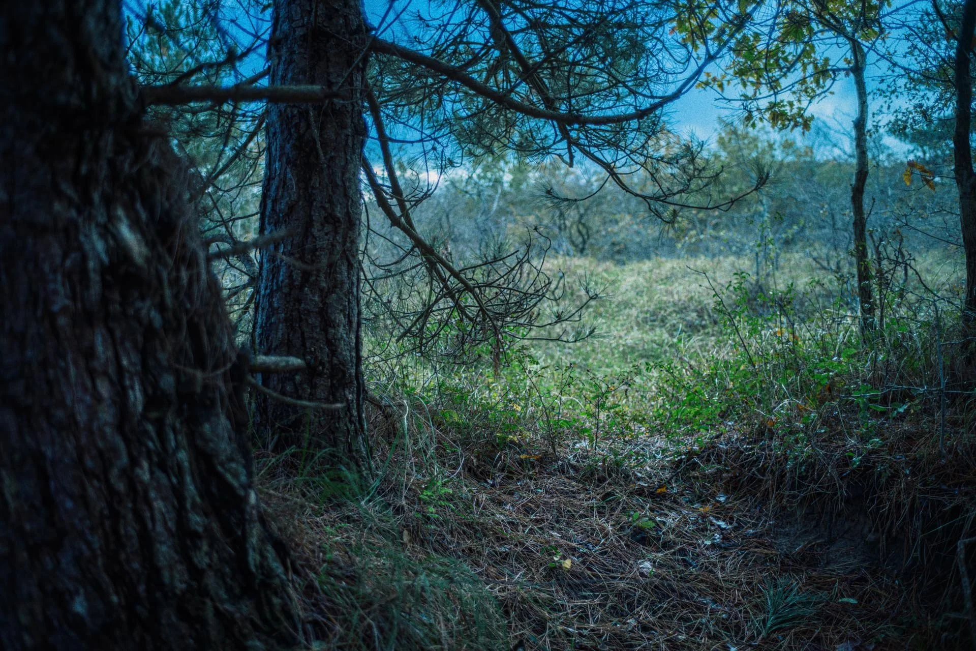 Bos met bomen, schemerachtige sfeer, dichtgegroeide ondergroei, natuurlijke omgeving.