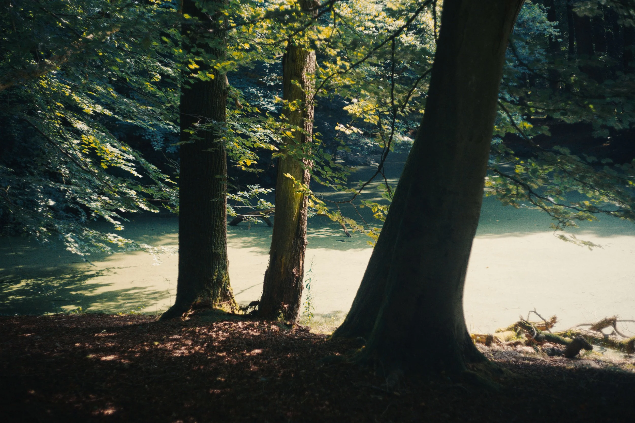 Bos met drie bomen langs een rivier met groene wateren, zonlicht dat door de bladeren schijnt.