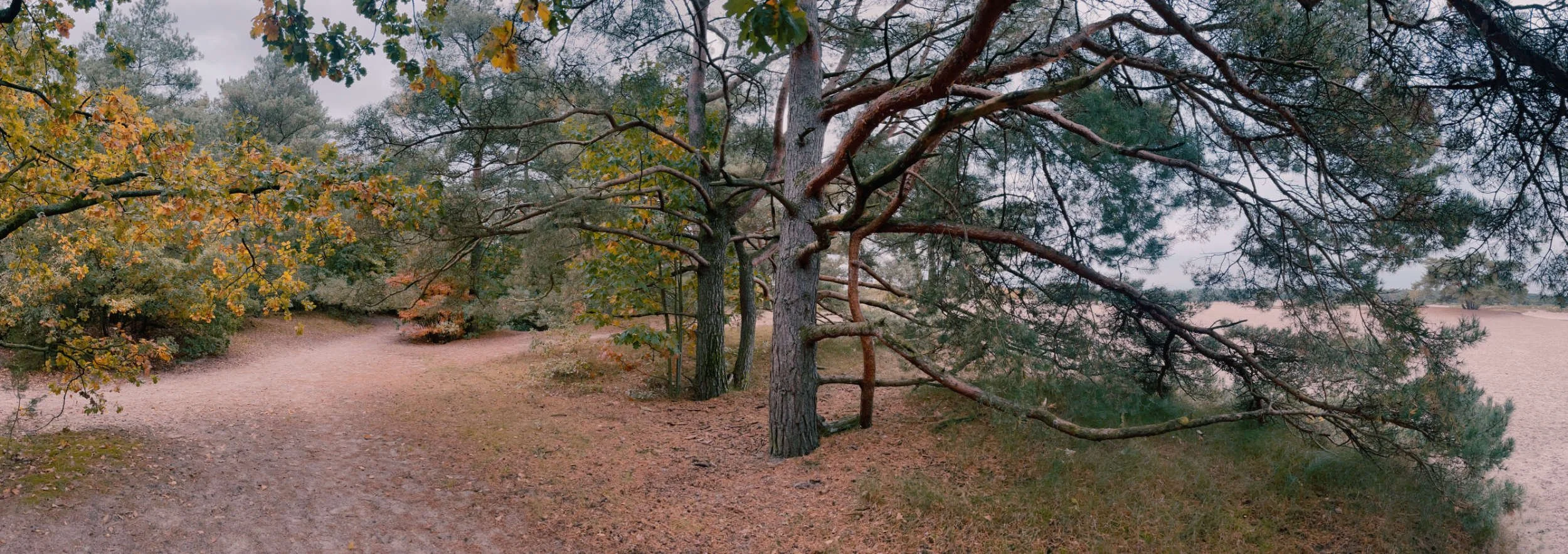 Een bospad met verschillende bomen, waarvan sommige bladeren geel en groen zijn, en een open plek met zand. Het weer is bewolkt.