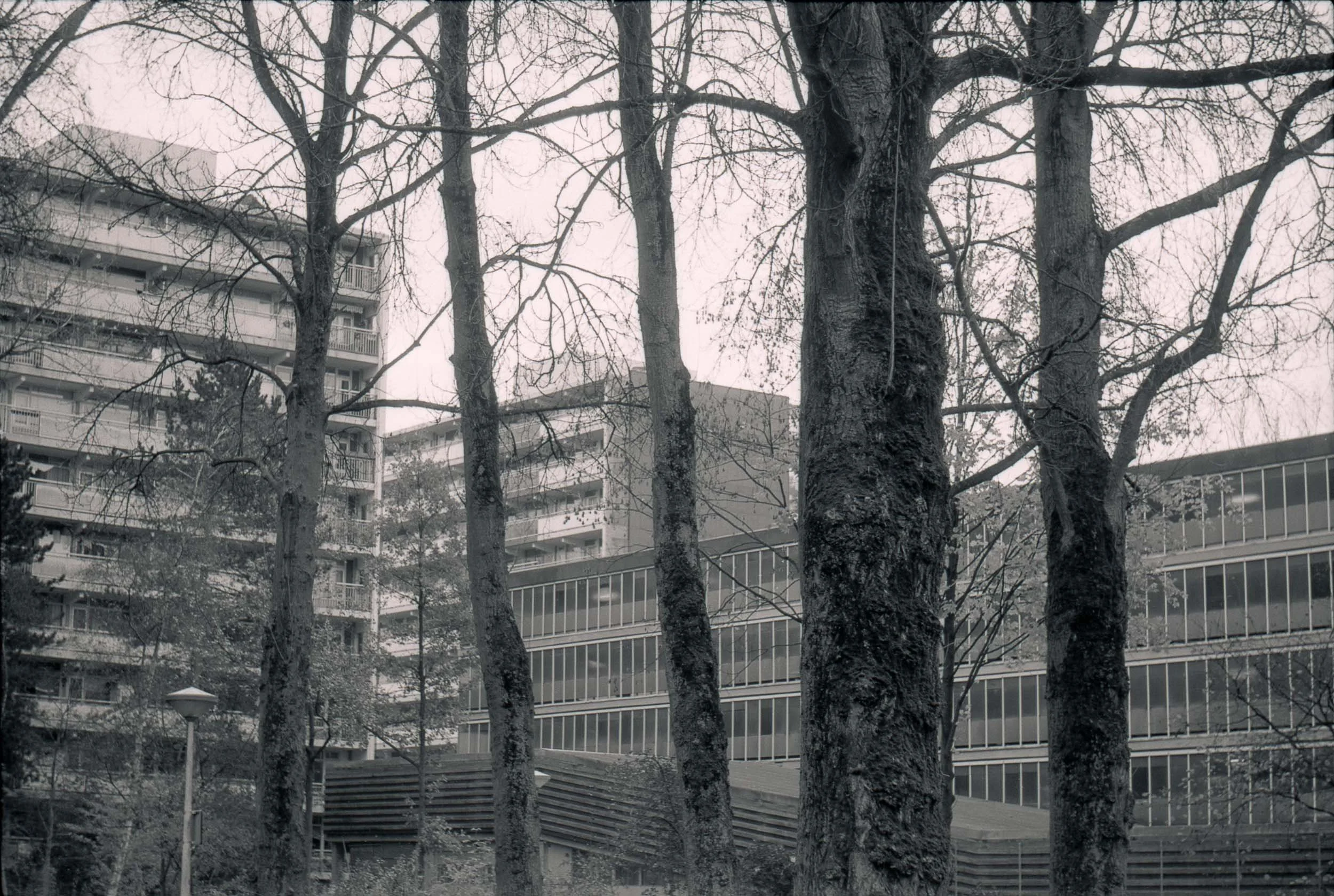 Houten bomen met kale takken voor moderne appartementen en kantoorgebouwen, grijze en overwegend monochrome kleuren, bewolkte hemel.