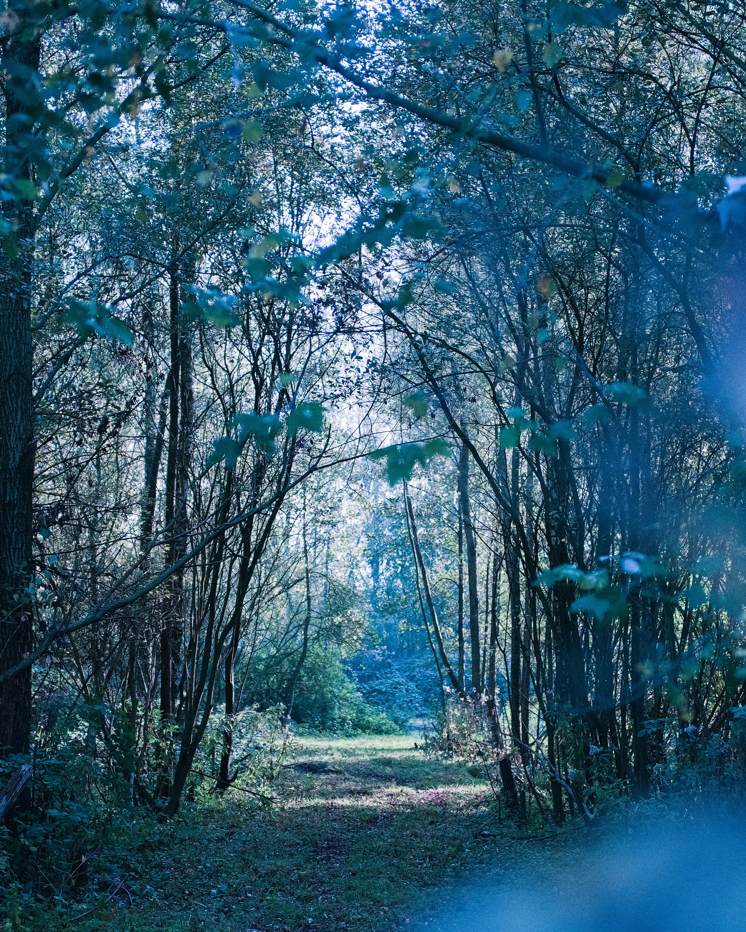 Een bospaadje omlijst door bomen en struiken, met zonlicht dat door het bladerdak straalt.