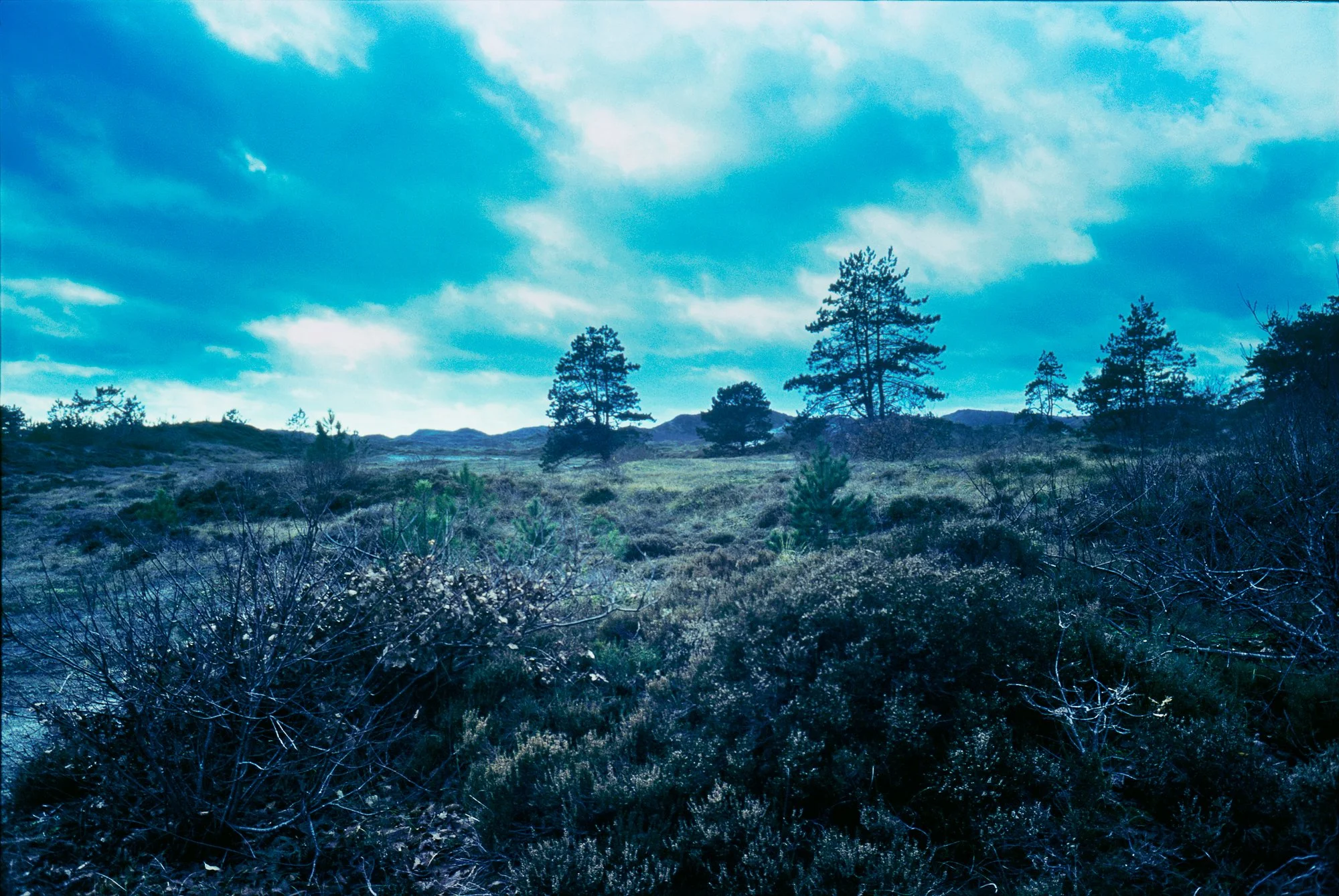 Natuurlandschap met dennenbomen, struiken en een bewolkte hemel.