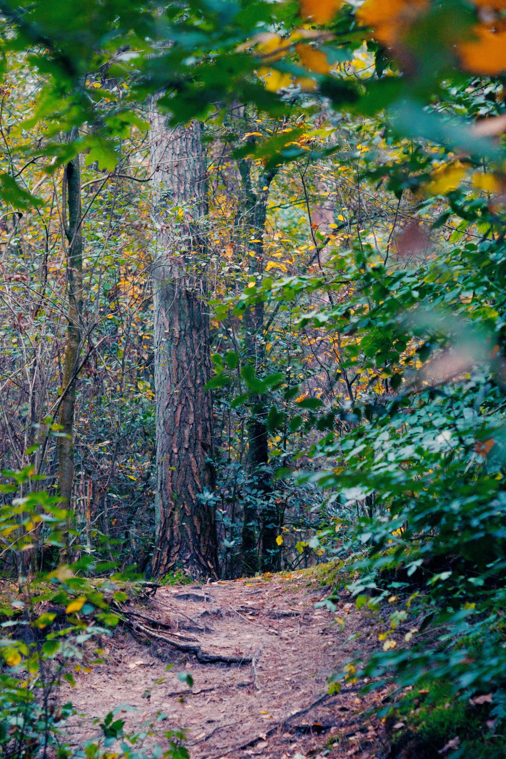 Een smal wandelpad in een bos, omringd door bomen en struiken met herfstkleuren.